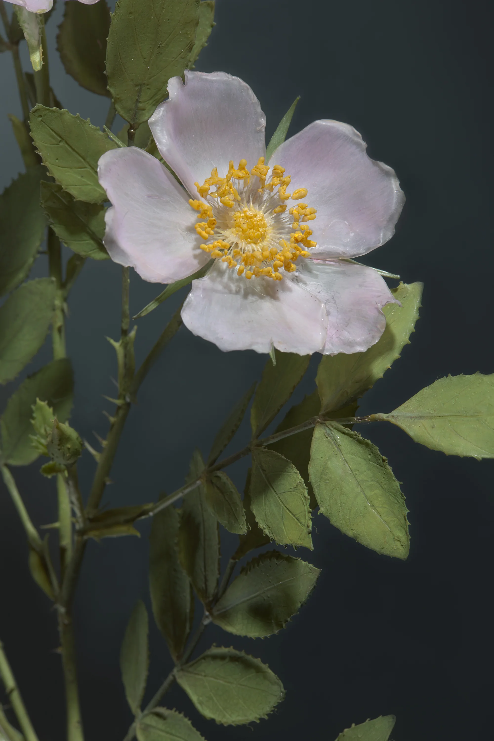 A close-up of a white flower with yellow stamens, surrounded by green leaves, against a dark background.