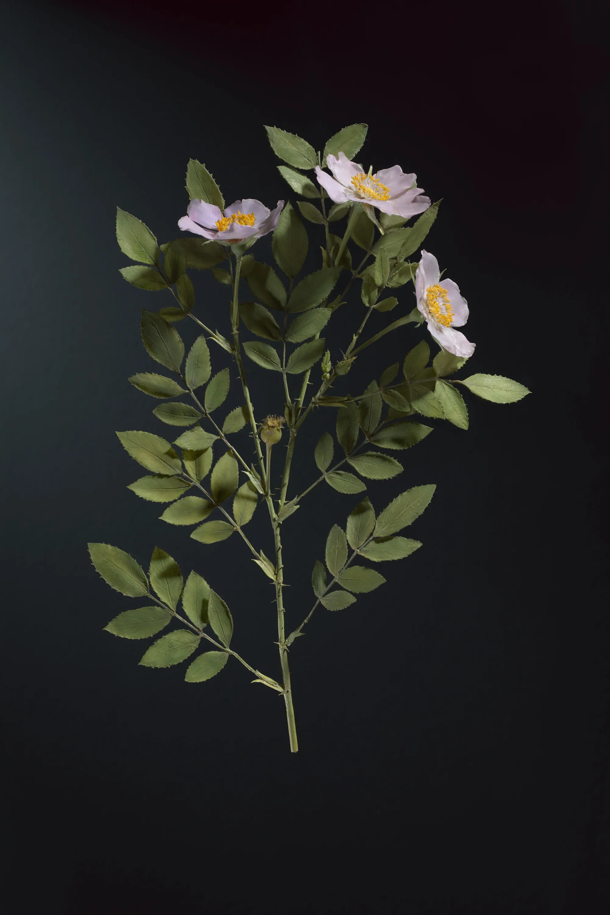 A branch of a flowering shrub with light pink flowers and green leaves against a dark background.