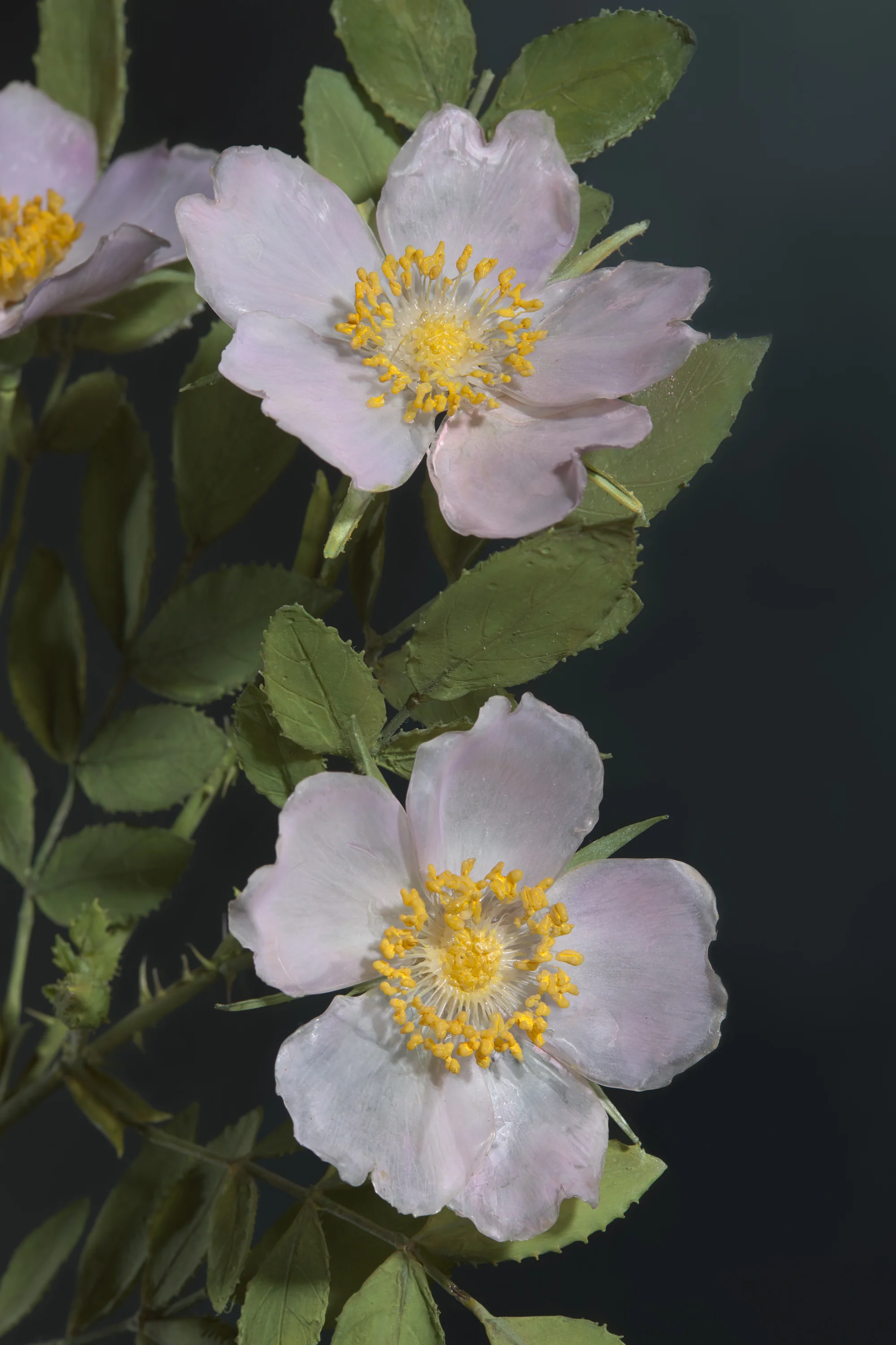 Close-up of white wildflowers with yellow stamens and green leaves against a dark background.