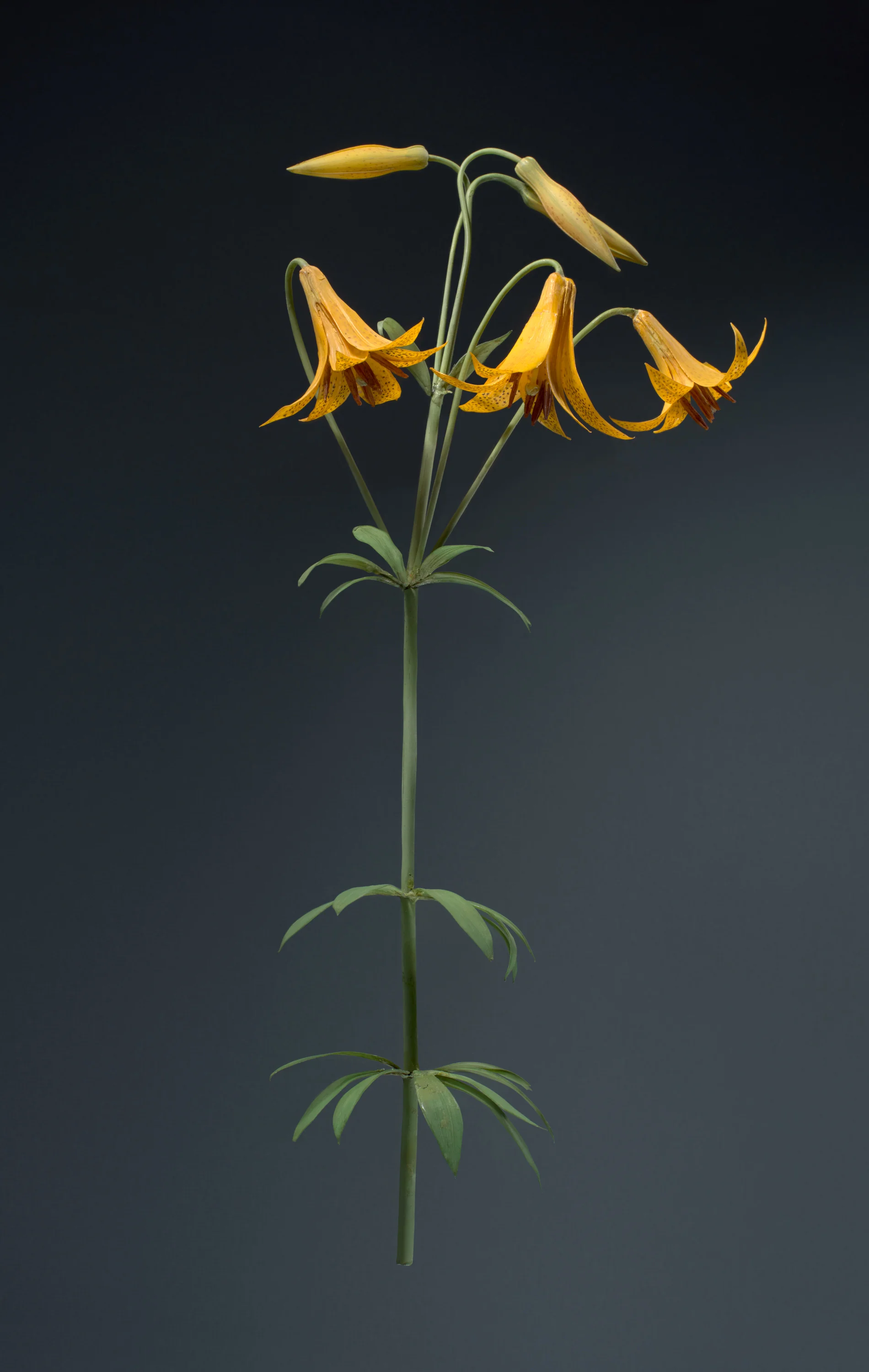 A tall plant with green leaves and multiple yellow-orange flowers with spotted petals, set against a dark background.