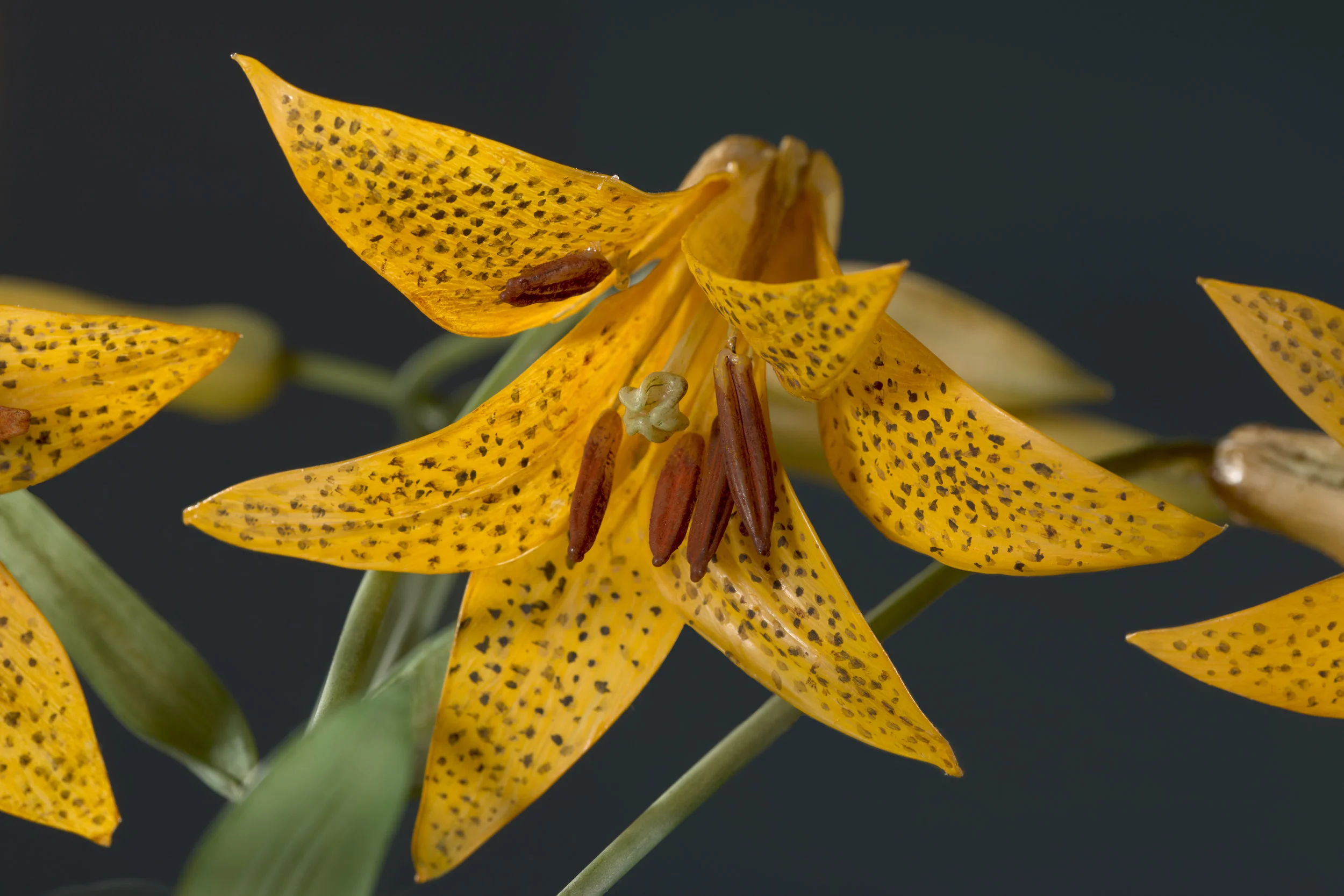 Close-up of a yellow spotted lily flower with brown pollen and an insect inside the petals, against a dark background.