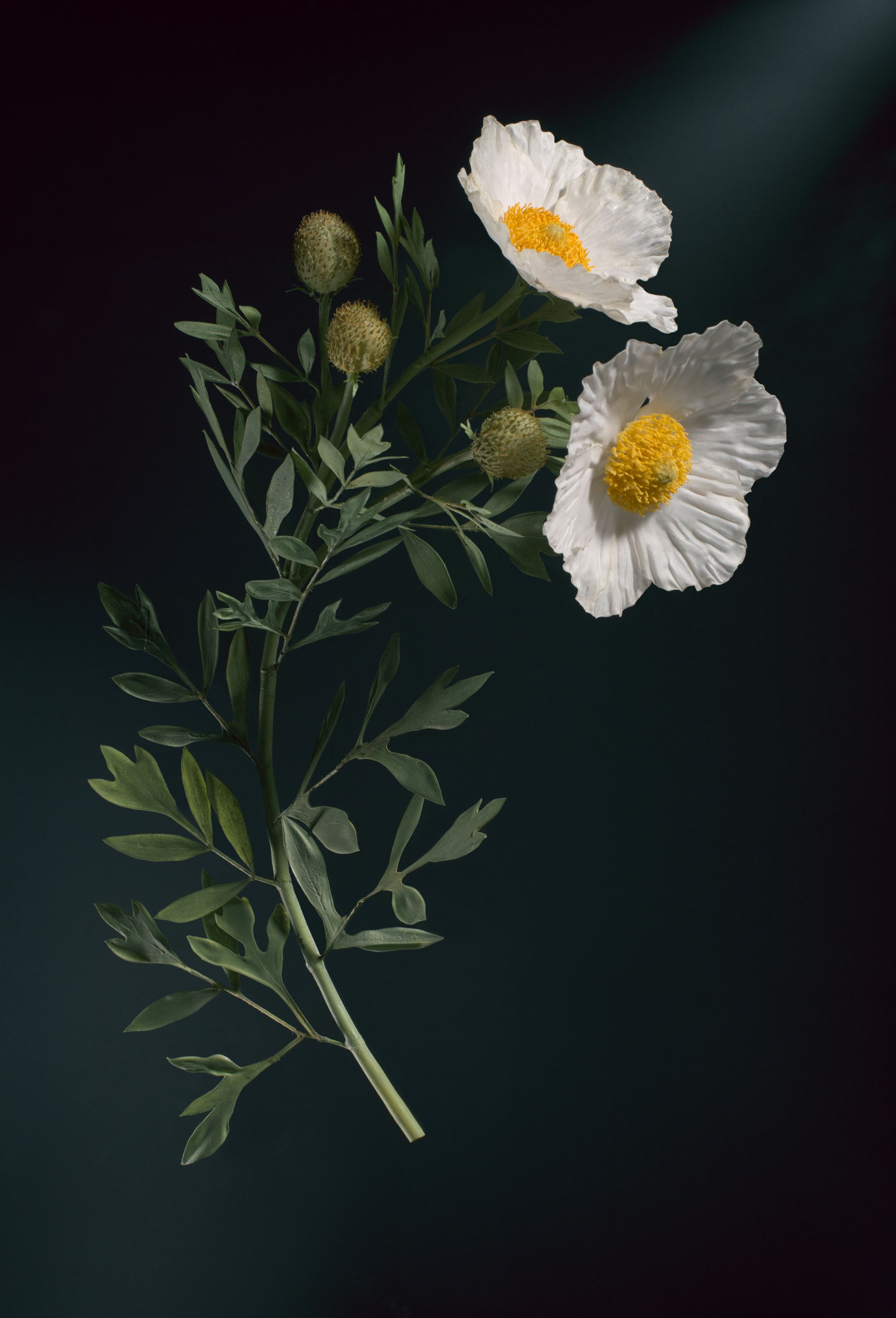 A branch of white poppy flowers with yellow centers and green buds and leaves, set against a dark background.