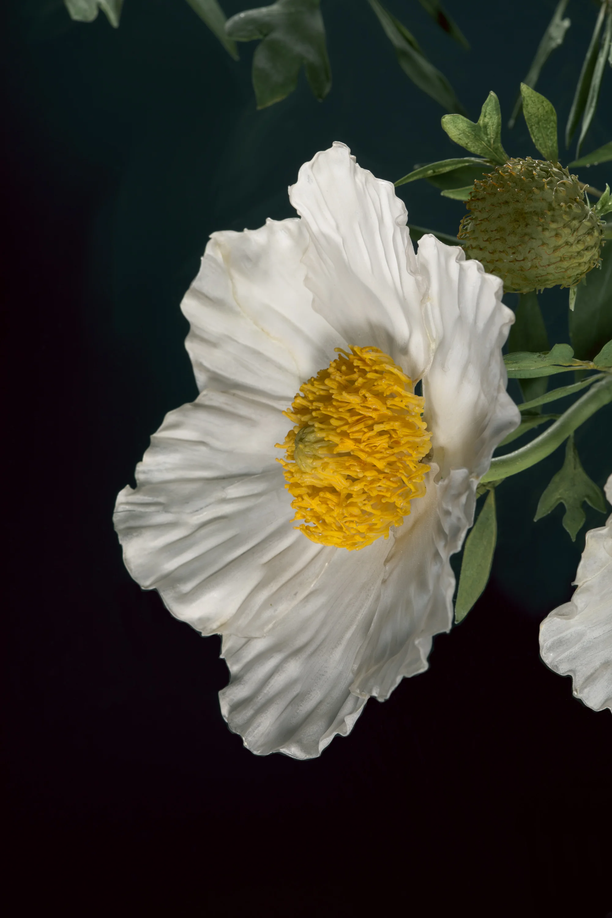 Close-up of a white flower with yellow center, surrounded by green leaves, against a dark background.