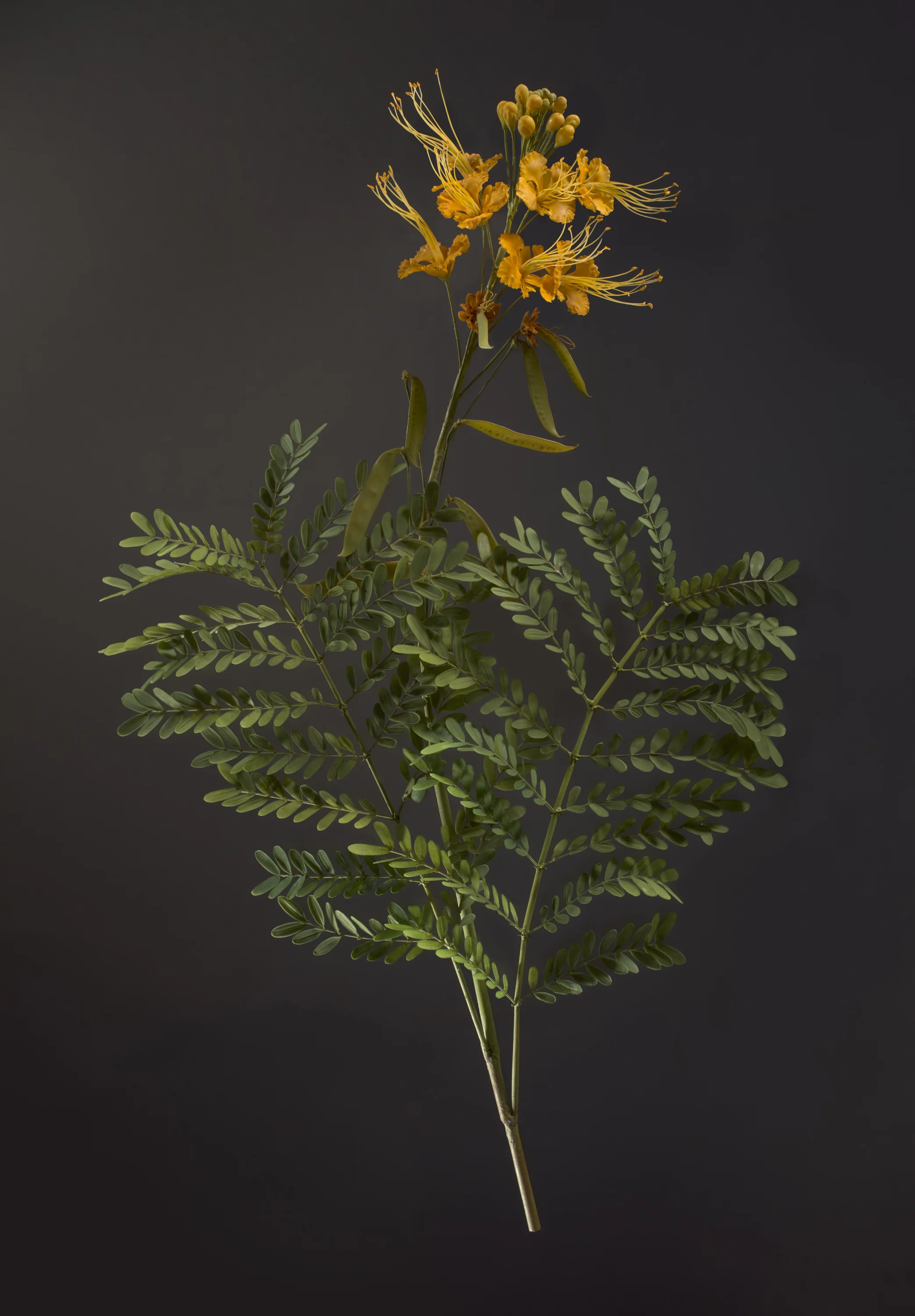 A botanical arrangement with green fern leaves at the bottom and a yellow flowering plant with long stamens at the top, set against a dark background.