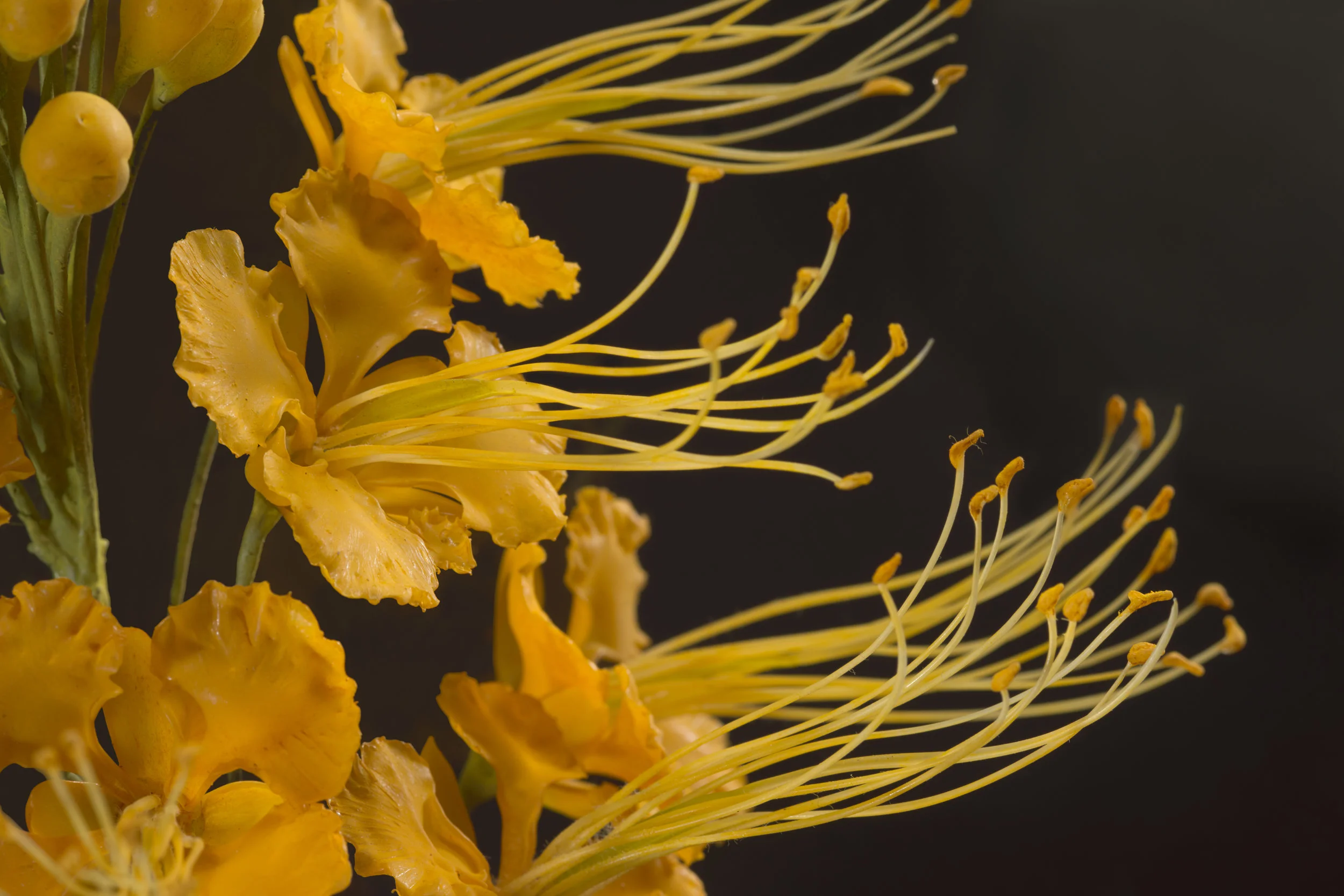 Close-up of a yellow flower with long, thin stamens against a black background.