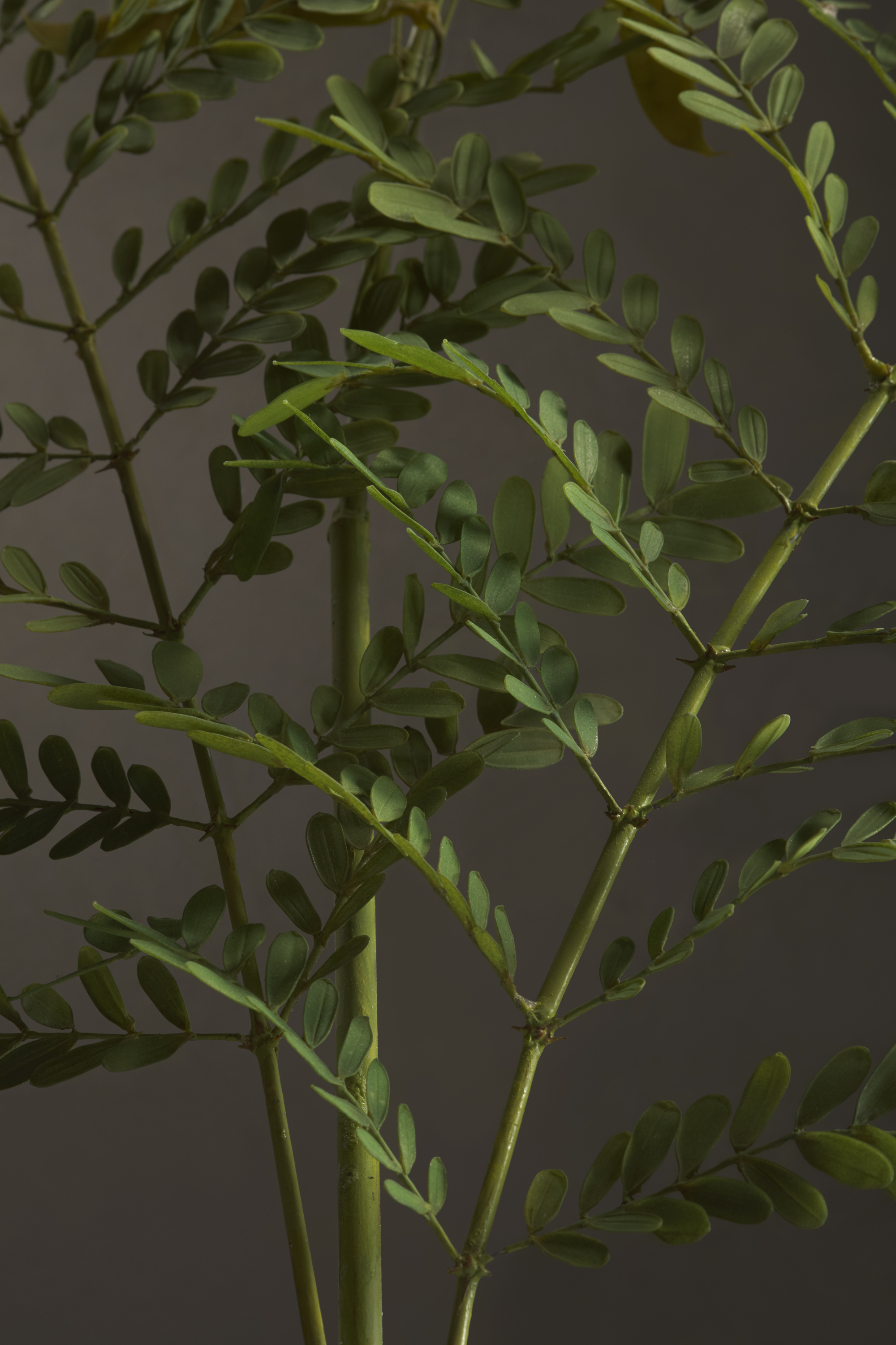 Close-up of green leaves and stems of a plant against a dark background.