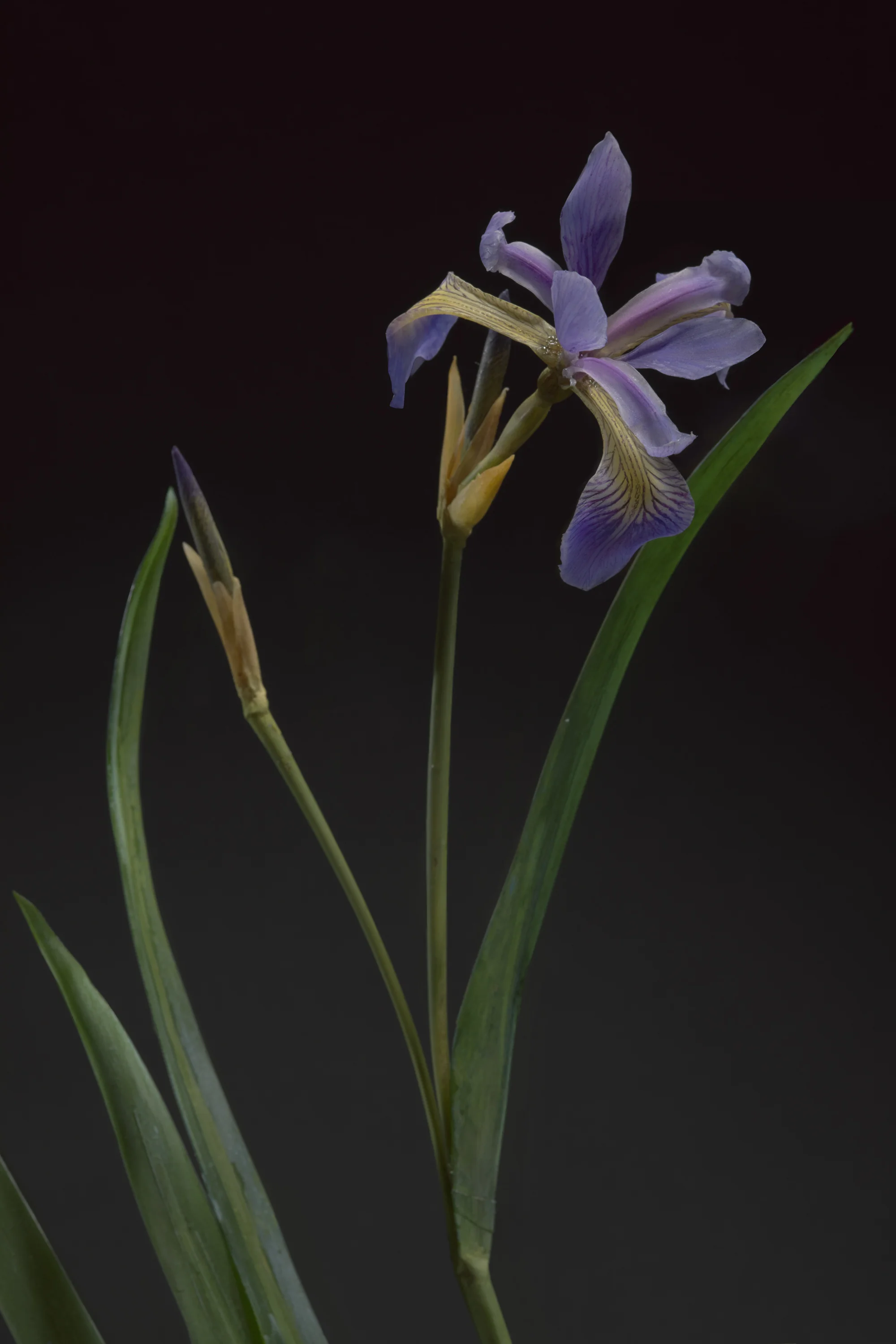 A close-up of a purple iris flower with green leaves against a dark black background.