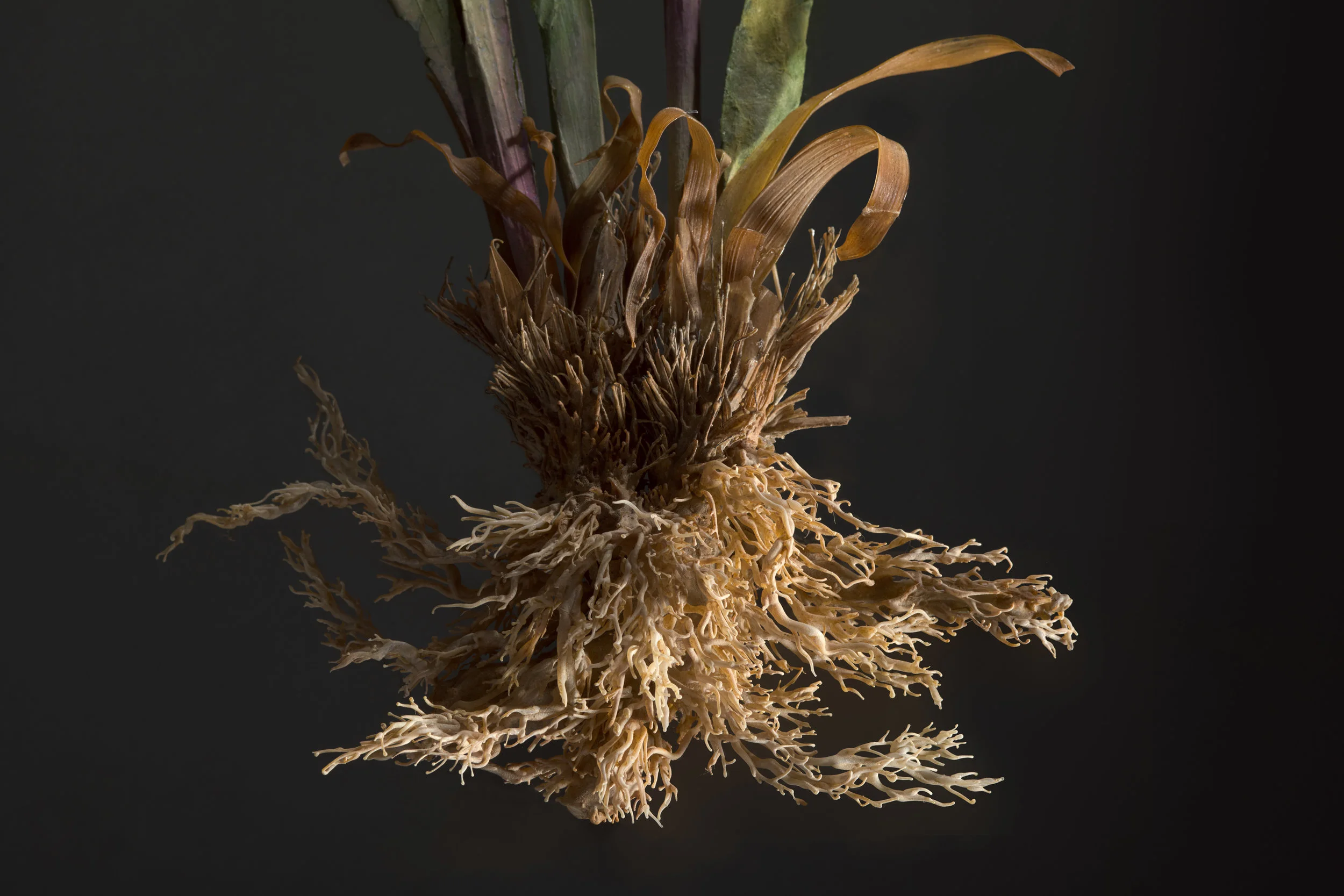 Close-up of a dried plant with twisted, brown leaves and roots against a dark background.