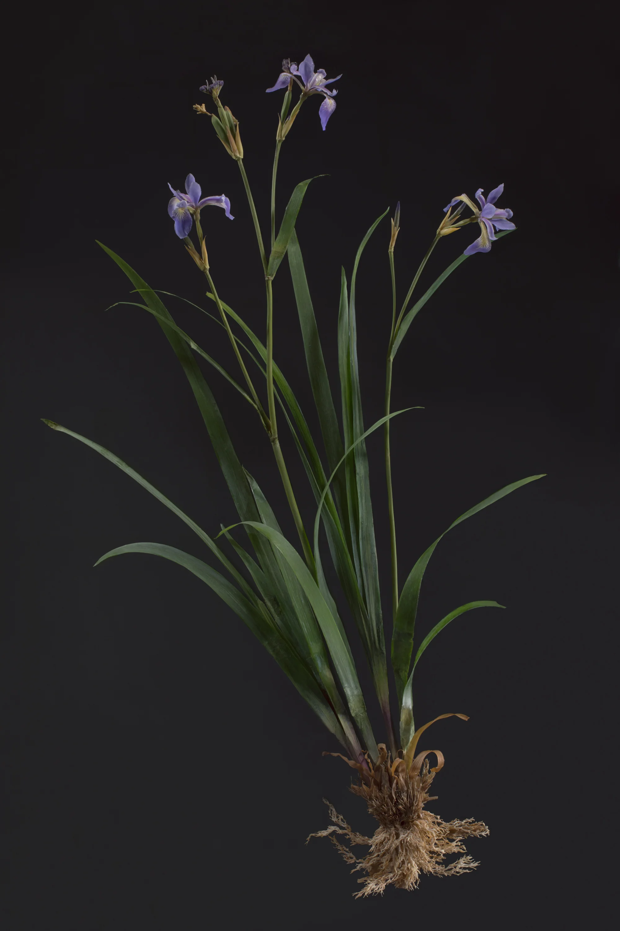 Close-up of a blooming iris flower with purple petals, standing against a black background.