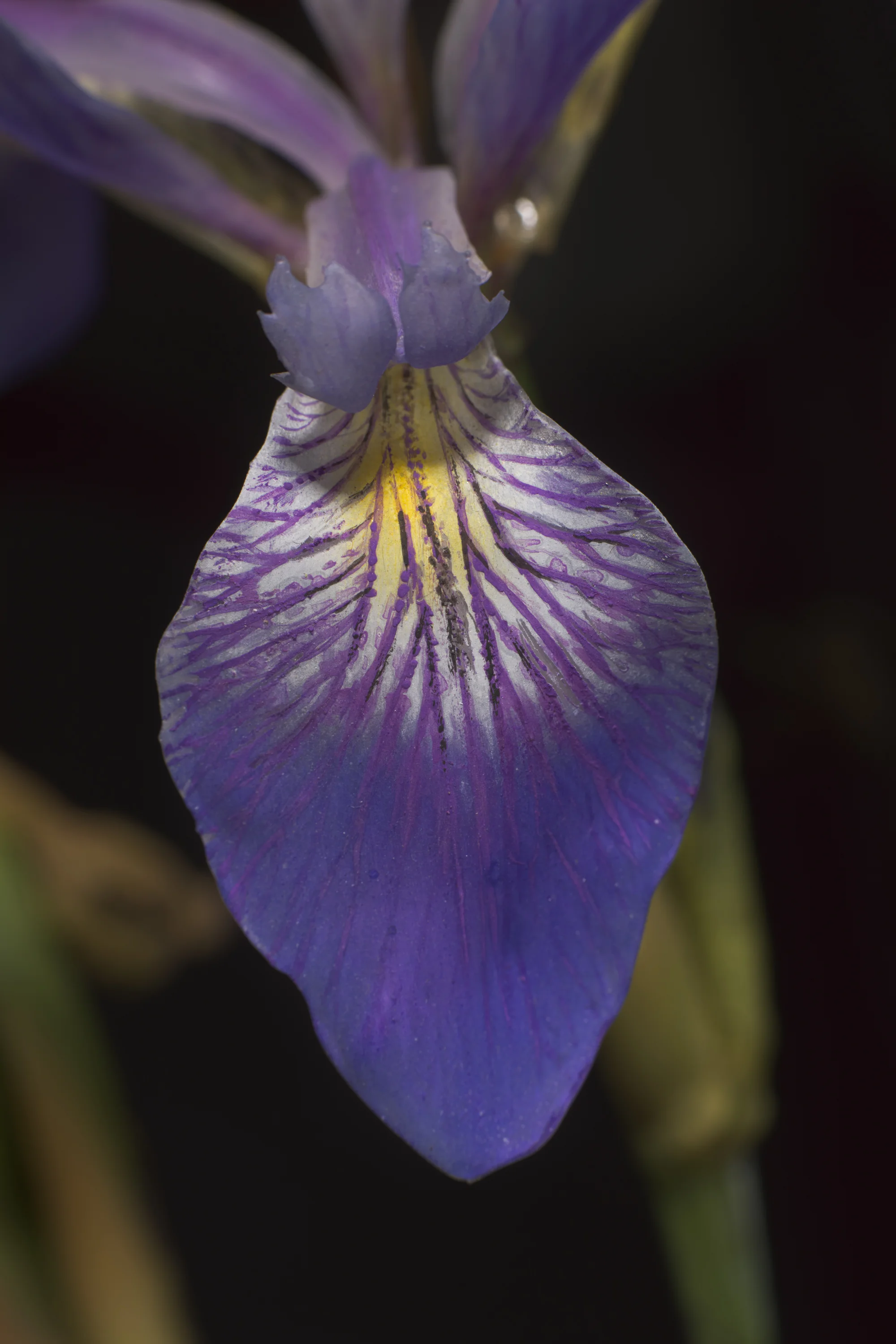 Close-up of a purple and yellow iris flower with intricate veining on its petals, against a blurred dark background.