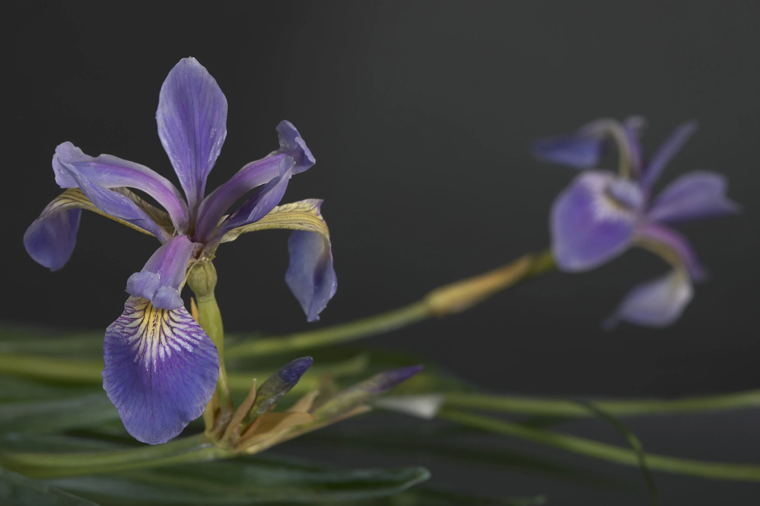 Close-up of purple and lavender iris flowers with green leaves against a dark background.