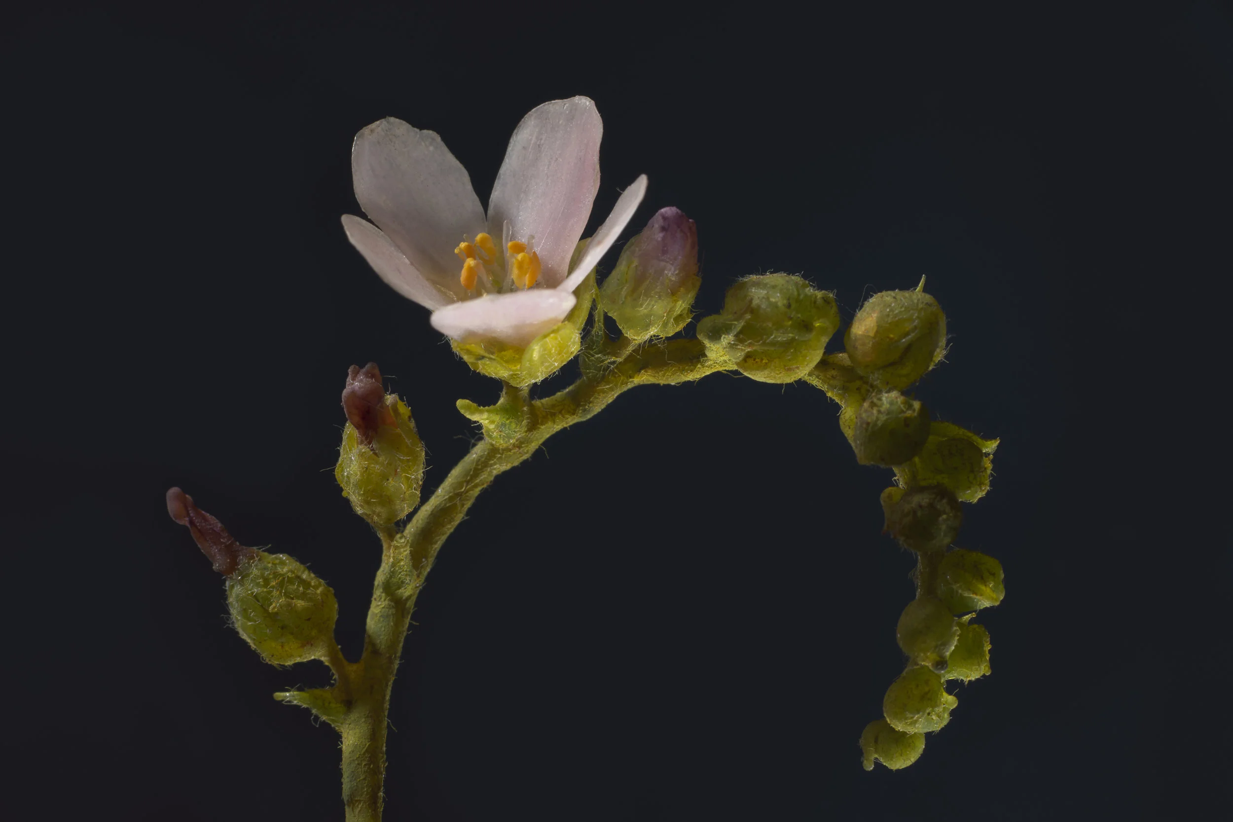 A close-up of a small white flower with yellow stamens, on a green stem with tiny buds against a dark background.