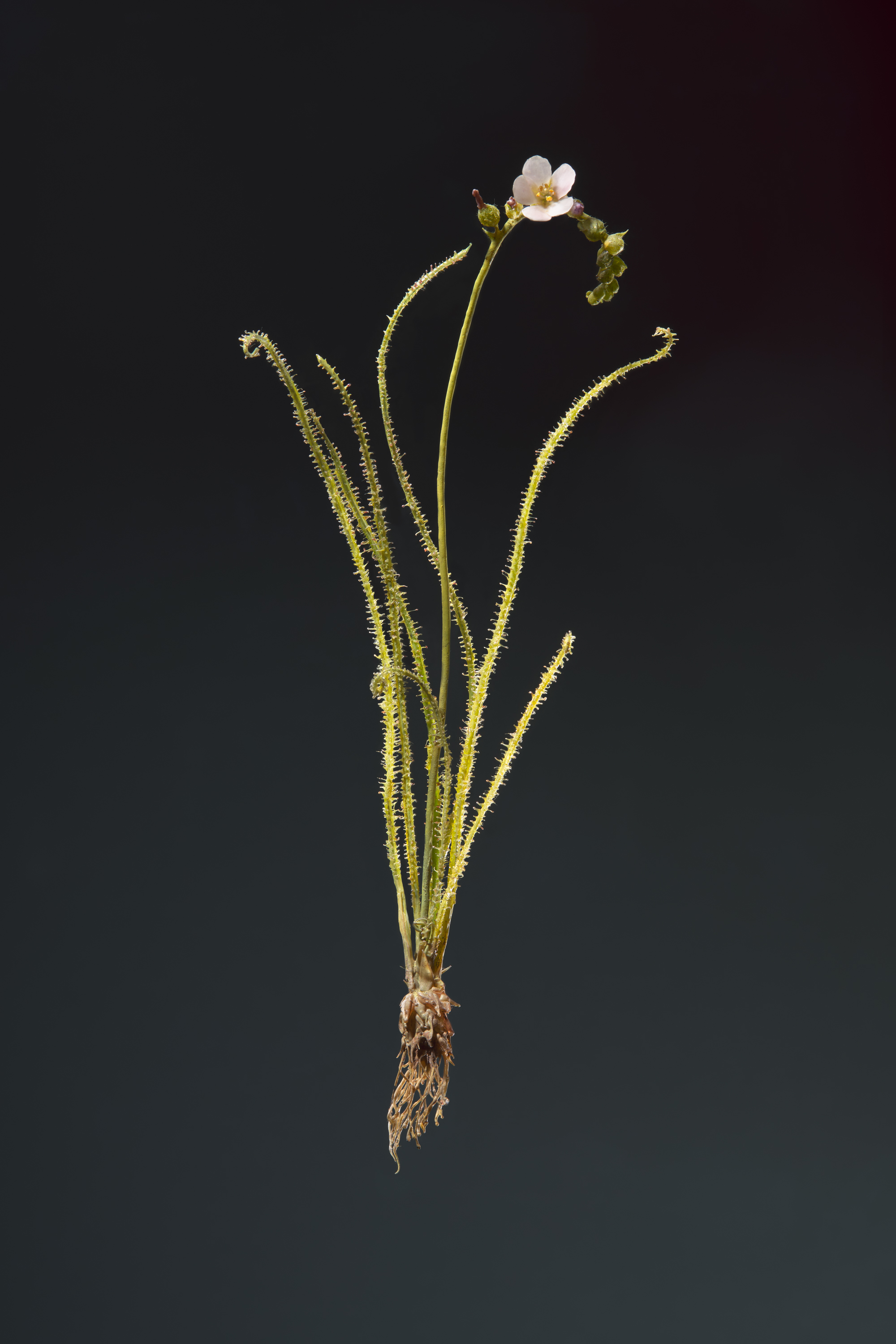 Close-up of a small flowering plant with green, fuzzy stems and a single white flower at the top, against a dark background.