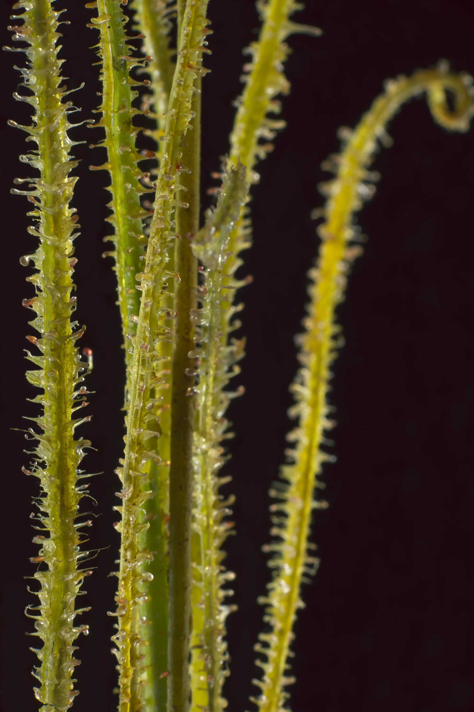 Close-up macro of green plant stems with tiny hair-like structures, set against a dark background.