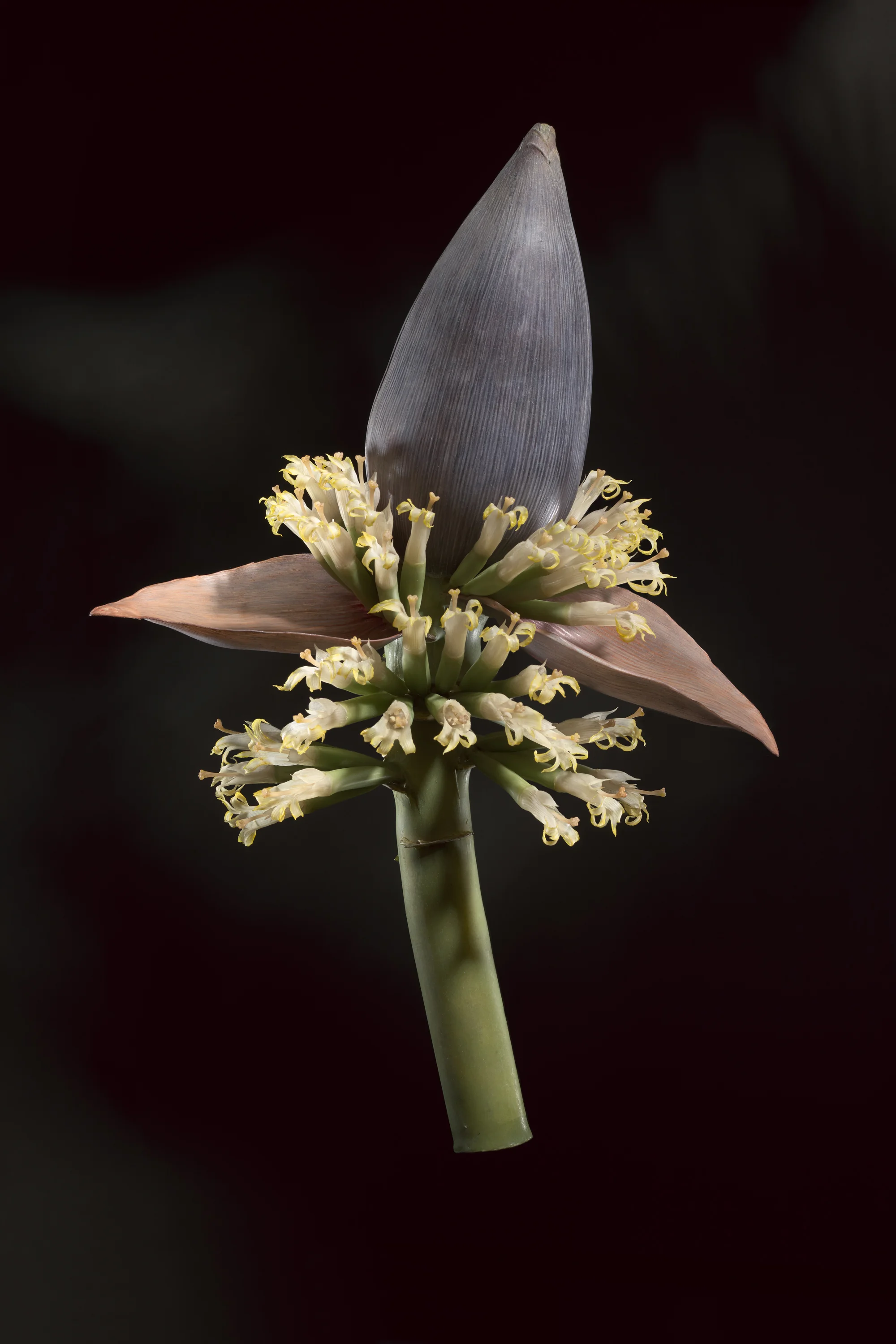 A close-up photograph of a flower with a tall central spike, surrounded by pale yellow flowers. The background is dark and blurred. New book of the Ware collection of Blaschka Glass Flowers at Harvard University Museums of Science. 