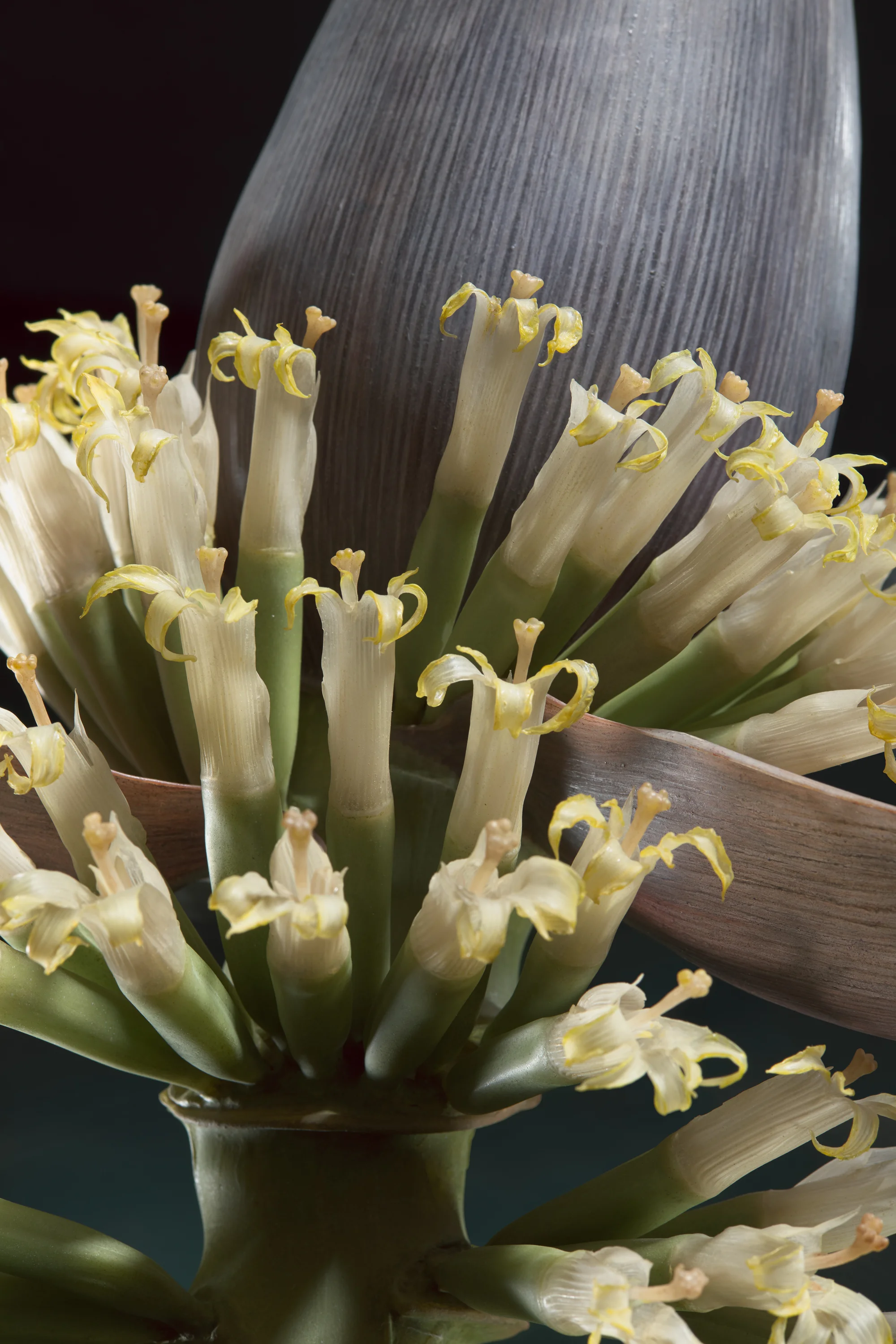 Close-up of an edible flower cluster with pale yellow petals and stamens, attached to a thick, green stem with a large, grayish, textured petal or leaf in the background. New book of the Ware collection of Blaschka Glass Flowers at Harvard University