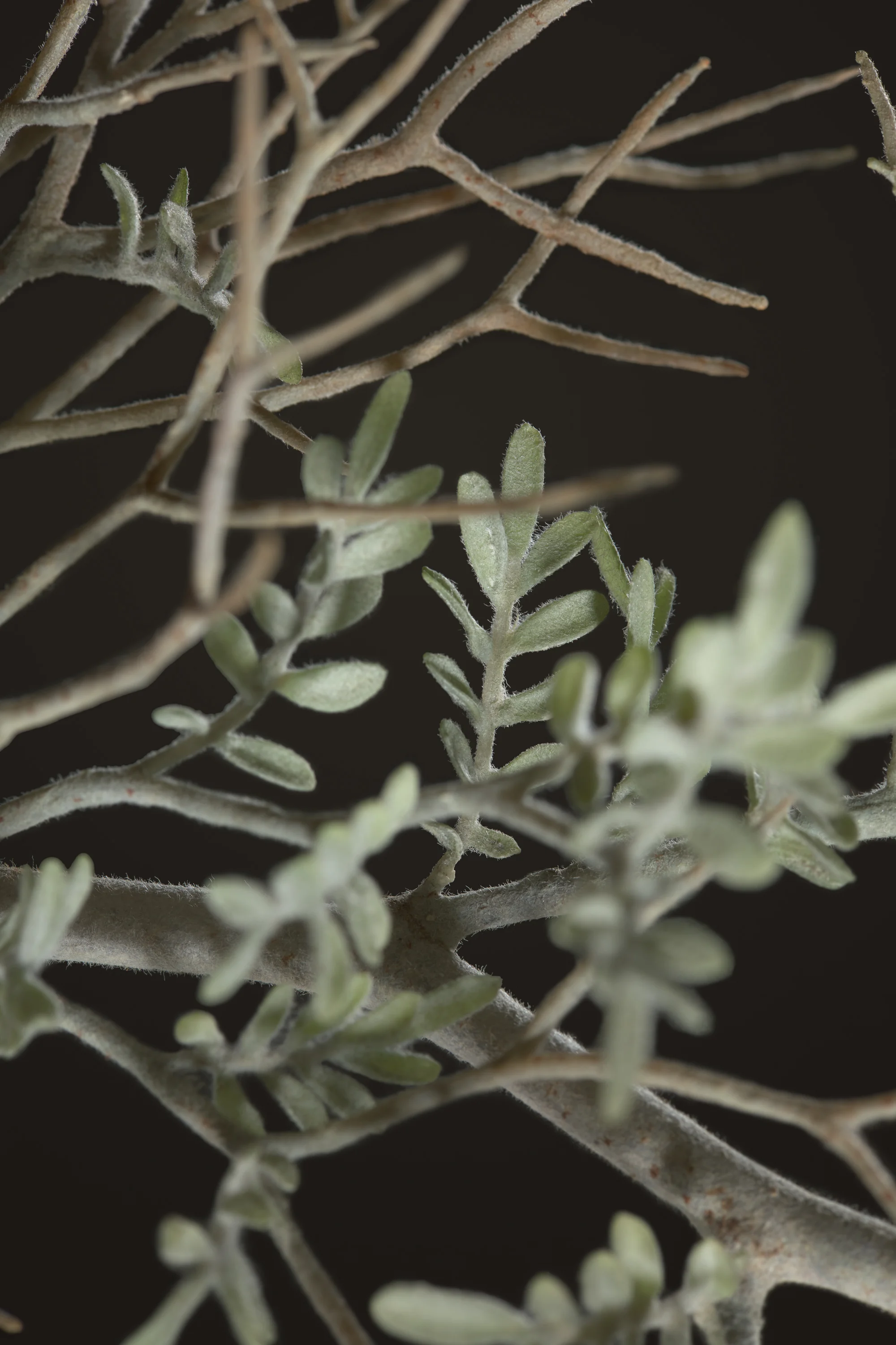 Close-up of silvery-green, small, fuzzy succulent leaves and stems against a black background. New book of the Ware collection of Blaschka Glass Flowers at Harvard University Museums of Science. 