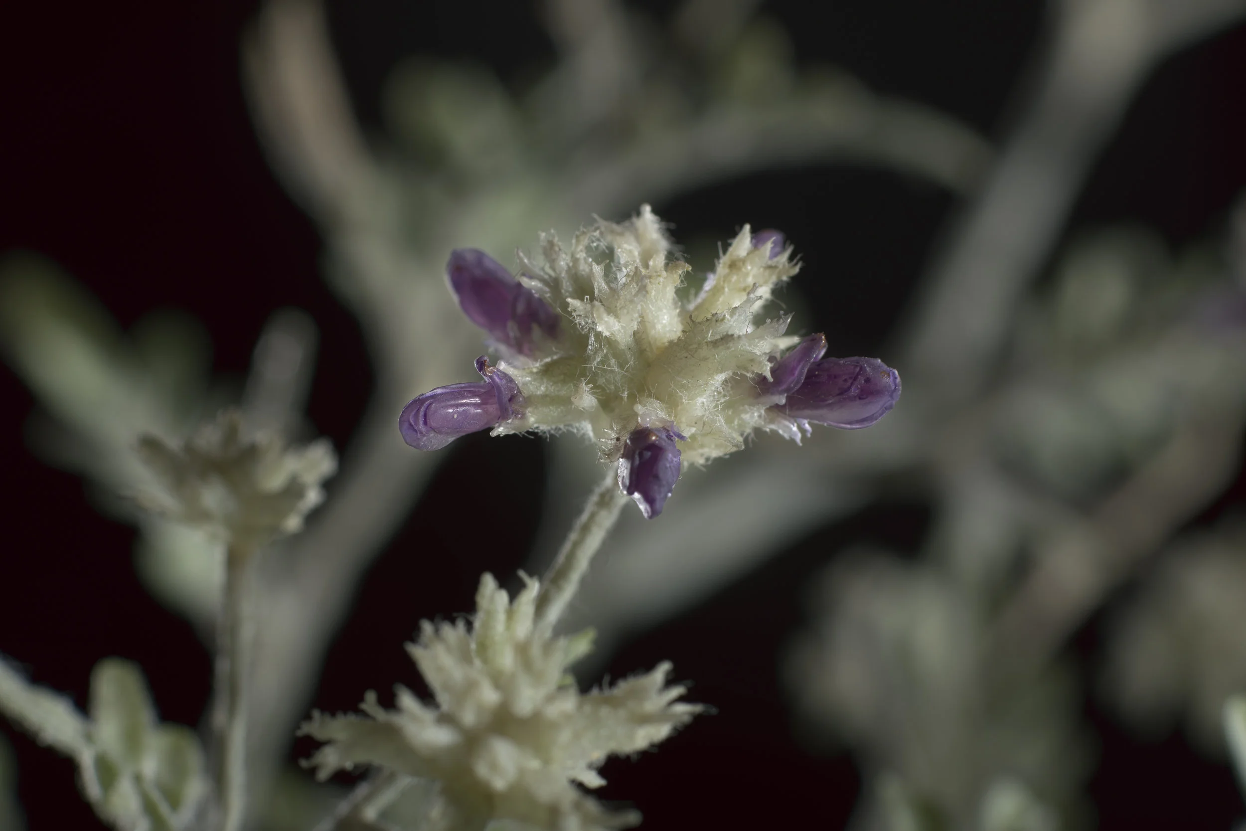 Close-up of a flowering plant with purple petals and white fuzzy parts, against a dark background. New book of the Ware collection of Blaschka Glass Flowers at Harvard University Museums of Science. 