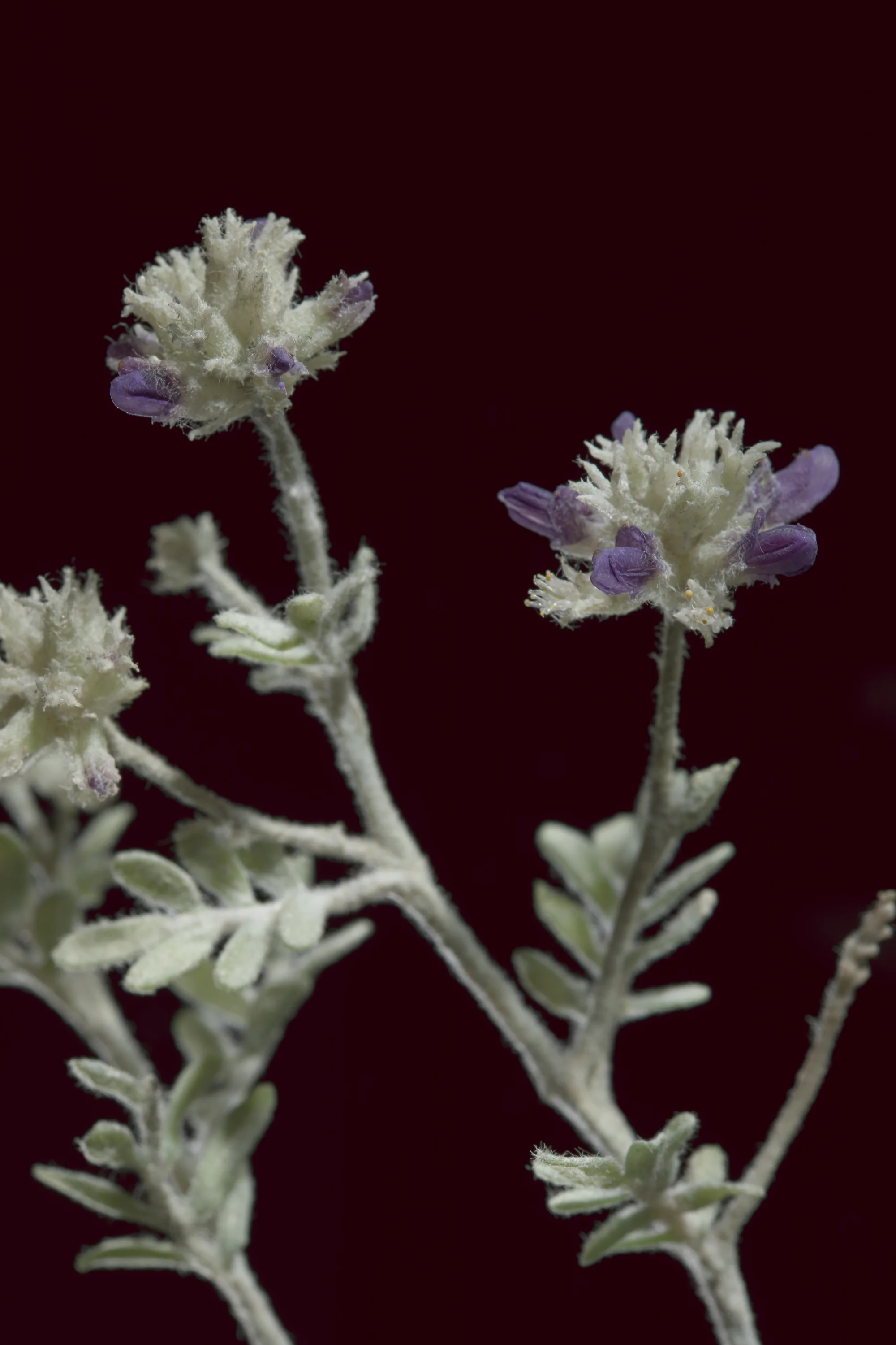 Close-up of lavender flowers with purple petals and fuzzy white stems against a dark background. New book of the Ware collection of Blaschka Glass Flowers at Harvard University Museums of Science. 
