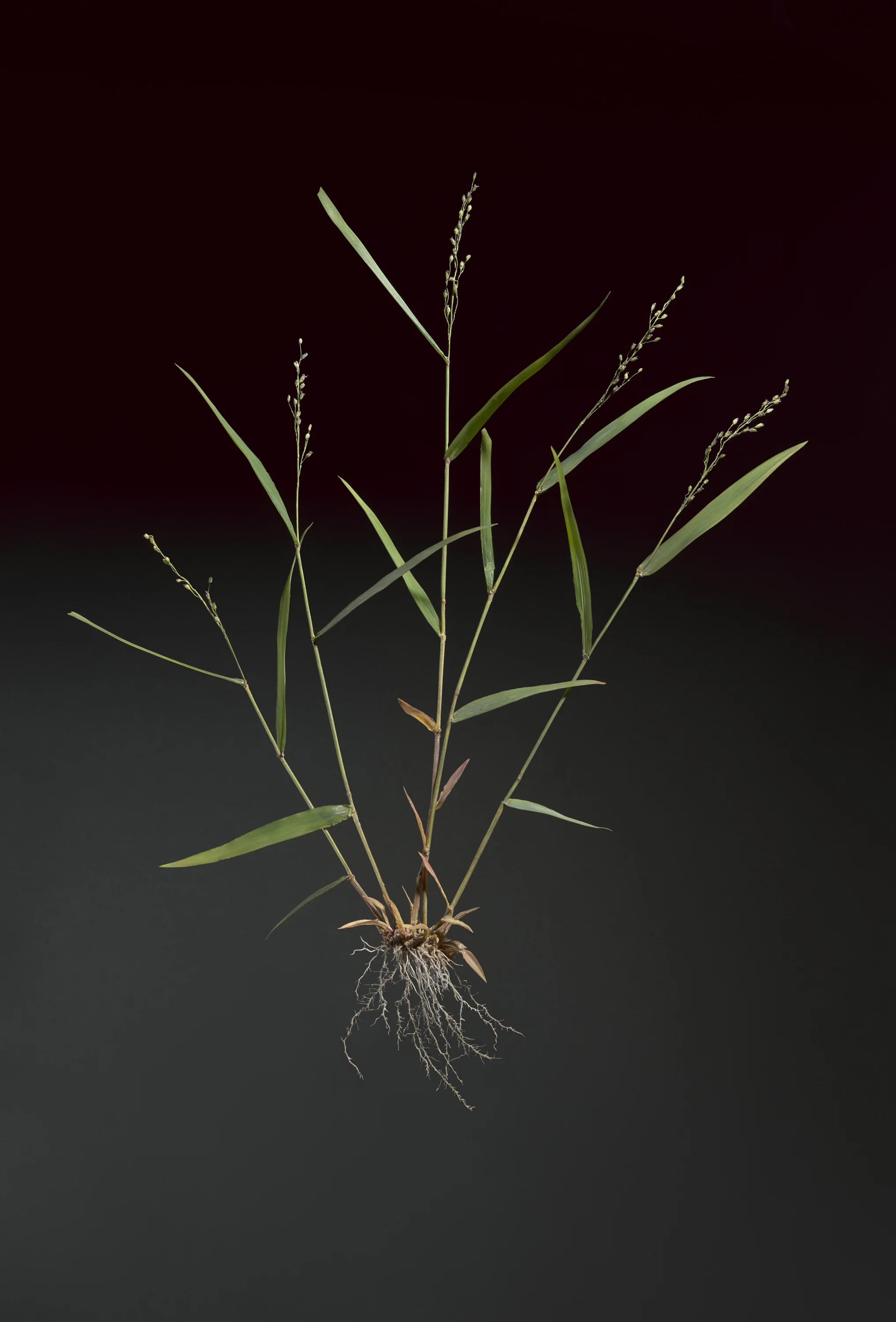 A young grass plant with roots, green leaves, and multiple flowering stems against a dark background. New book of the Ware collection of Blaschka Glass Flowers at Harvard University Museums of Science. 