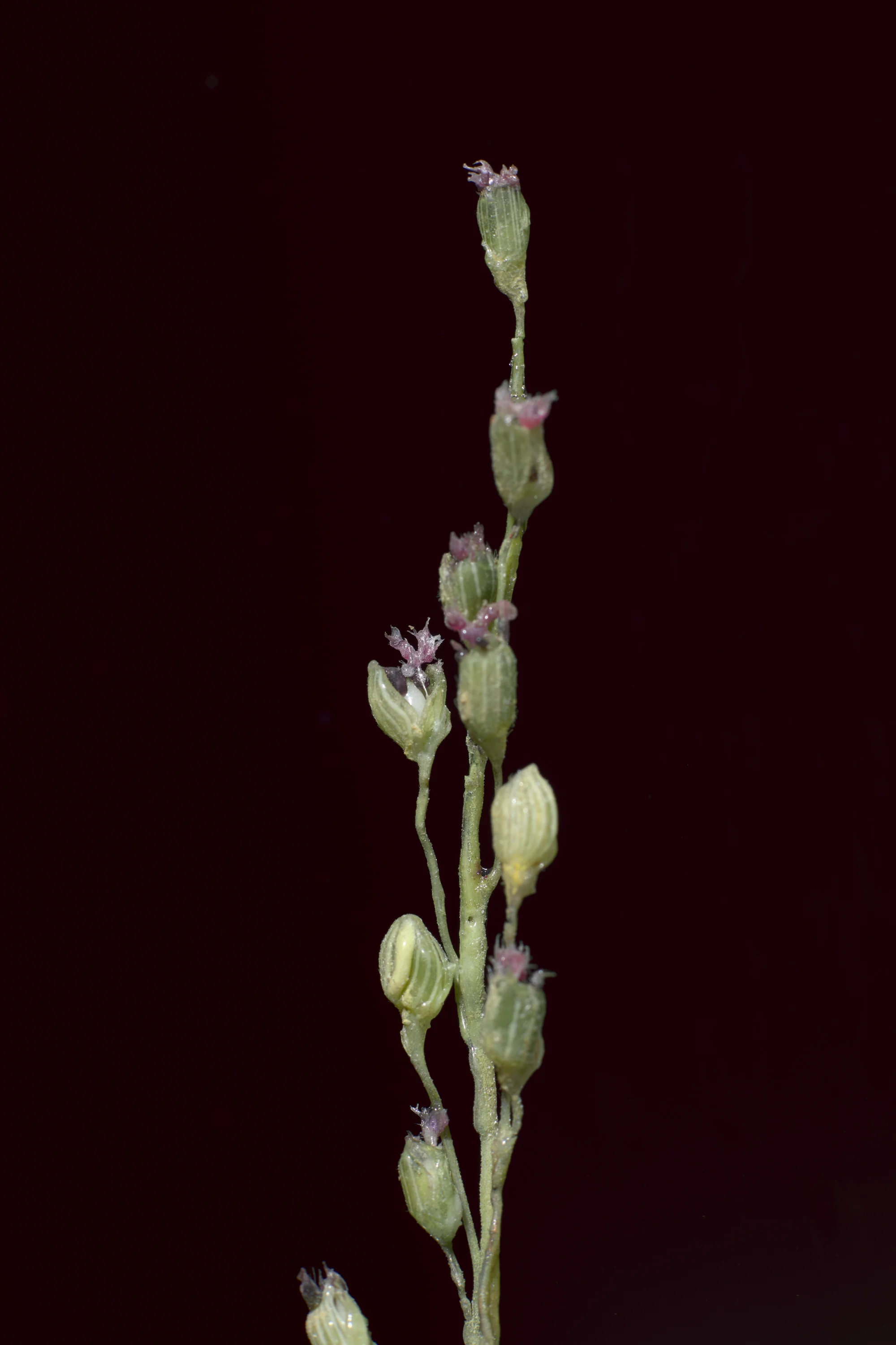 Close-up of a tall, slender plant stem with multiple small buds and tiny pink flowers, against a dark background. New book of the Ware collection of Blaschka Glass Flowers at Harvard University Museums of Science. 
