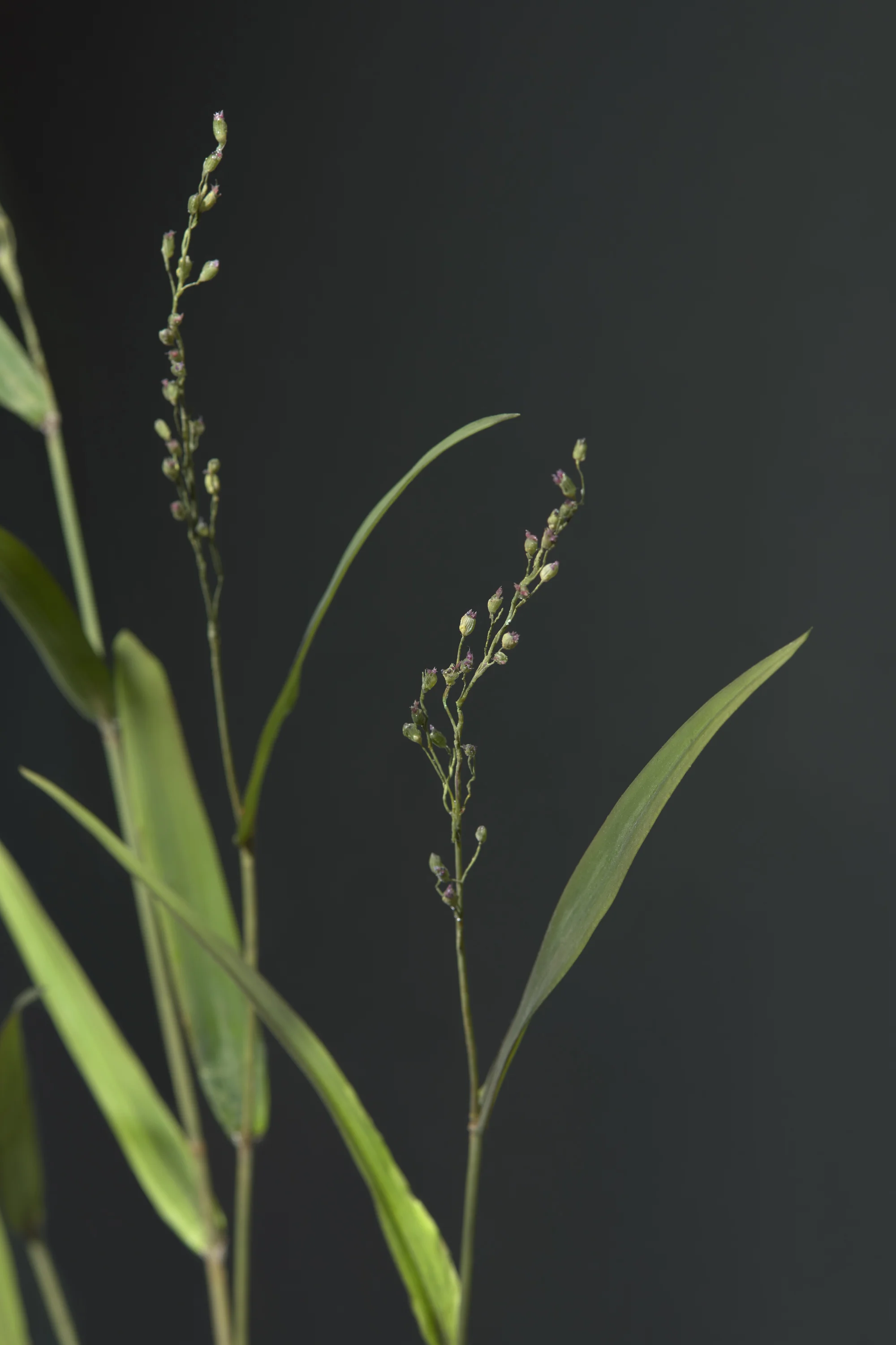 Close-up of green grass and small flowering plant on dark background. New book of the Ware collection of Blaschka Glass Flowers at Harvard University Museums of Science. 