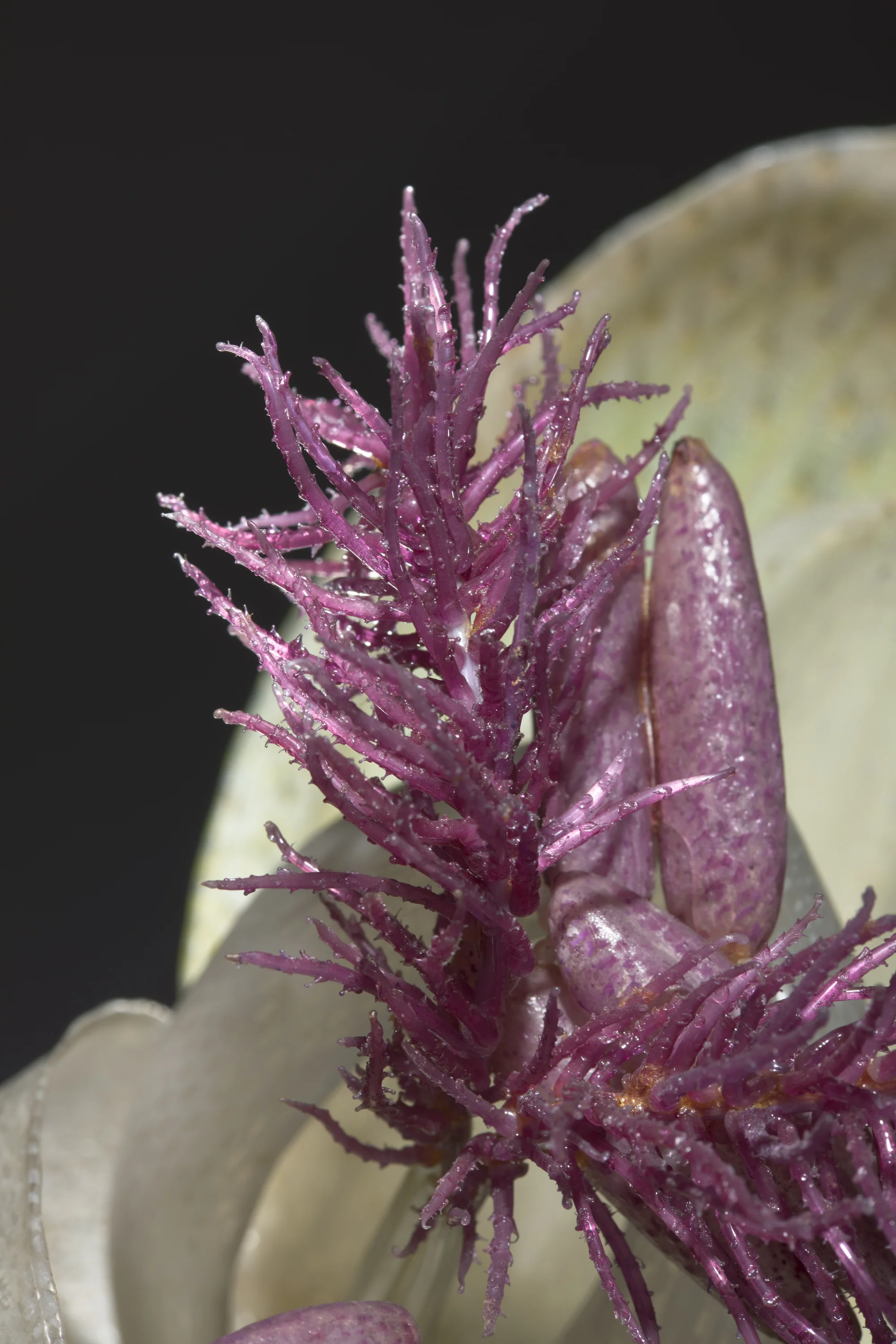 Close-up of a plant with purple, spiky, and wet-looking structures growing from it. New book of the Ware collection of Blaschka Glass Flowers at Harvard University Museums of Science. 