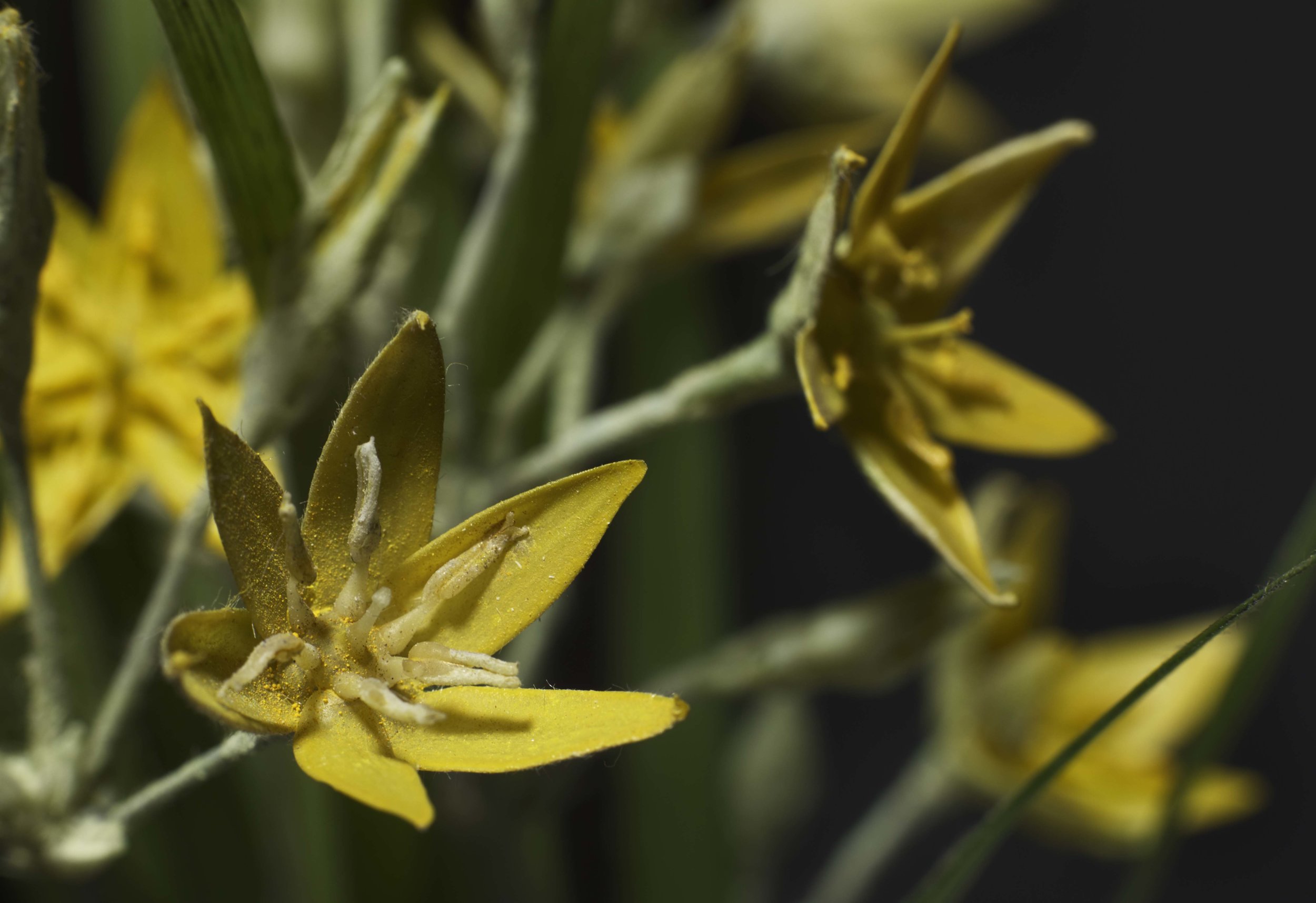 Close-up of yellow flowers with long green stems. New book of the Ware collection of Blaschka Glass Flowers at Harvard University Museums of Science. 