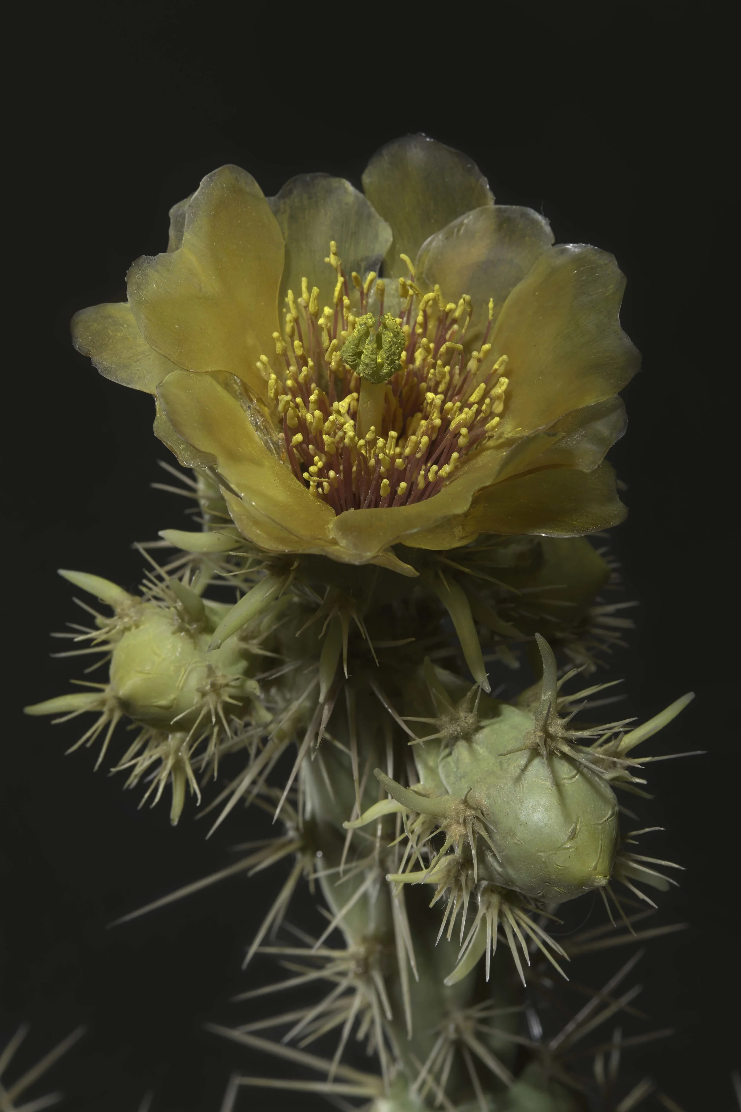 Close-up of a yellow cactus flower with pink stamens and green pistil, surrounded by spiky cactus pads against a dark background. New book of the Ware collection of Blaschka Glass Flowers at Harvard University Museums of Science. 