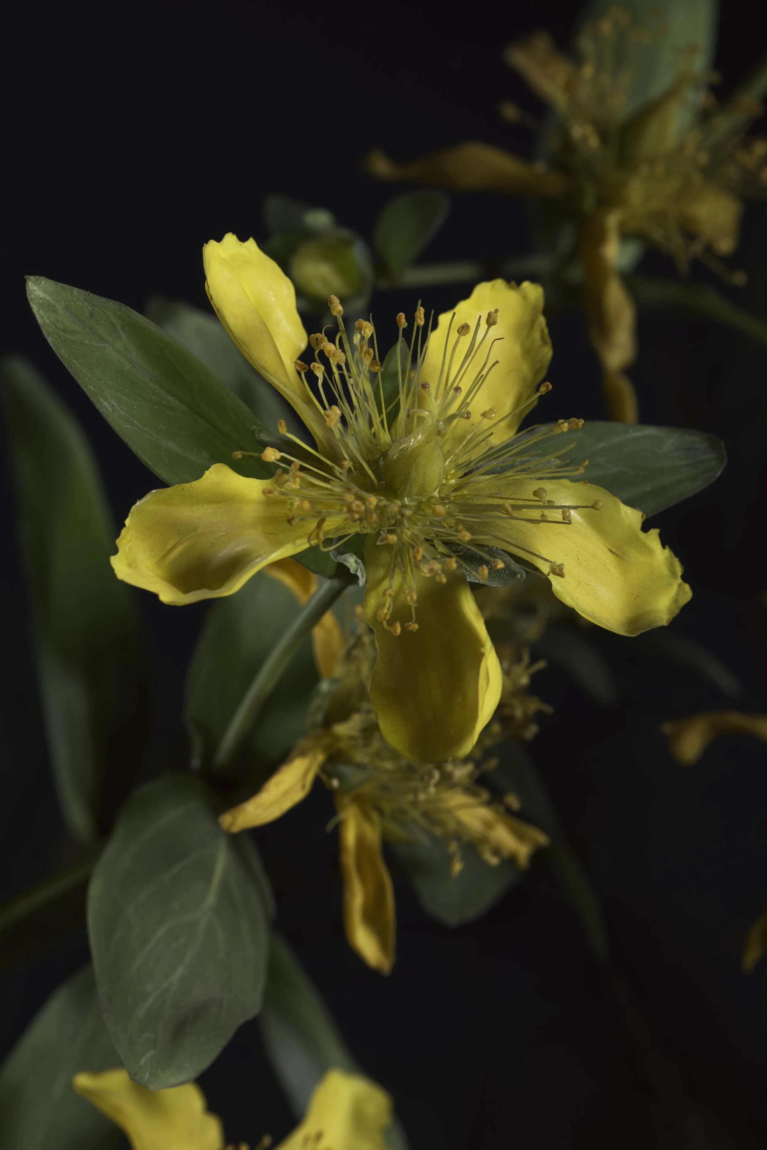 Close-up of a yellow flower with green leaves against a dark background. New book of the Ware collection of Blaschka Glass Flowers at Harvard University Museums of Science. 