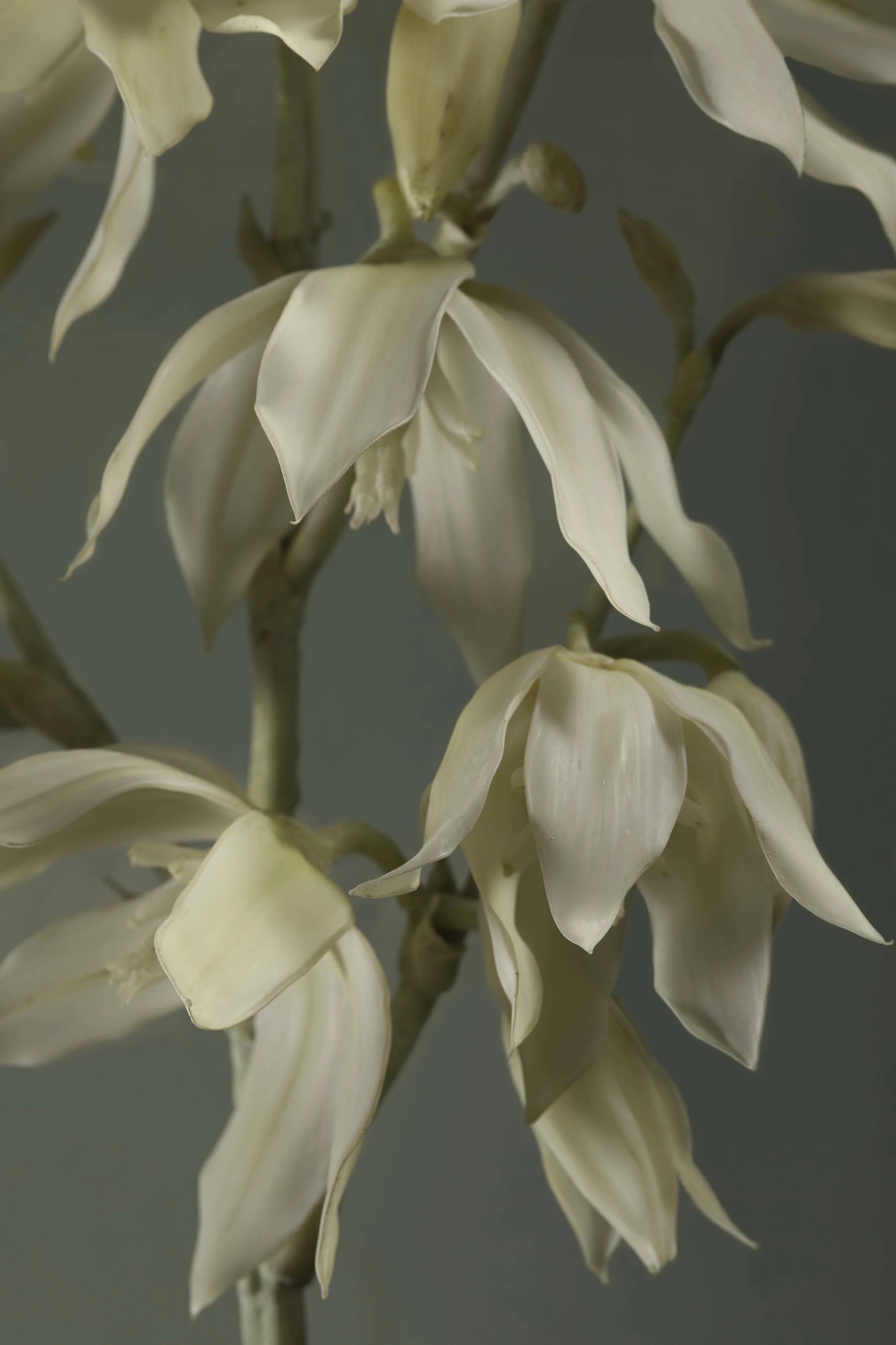 Close-up of white petals on a flower with a muted grey-green background. New book of the Ware collection of Blaschka Glass Flowers at Harvard University Museums of Science. 