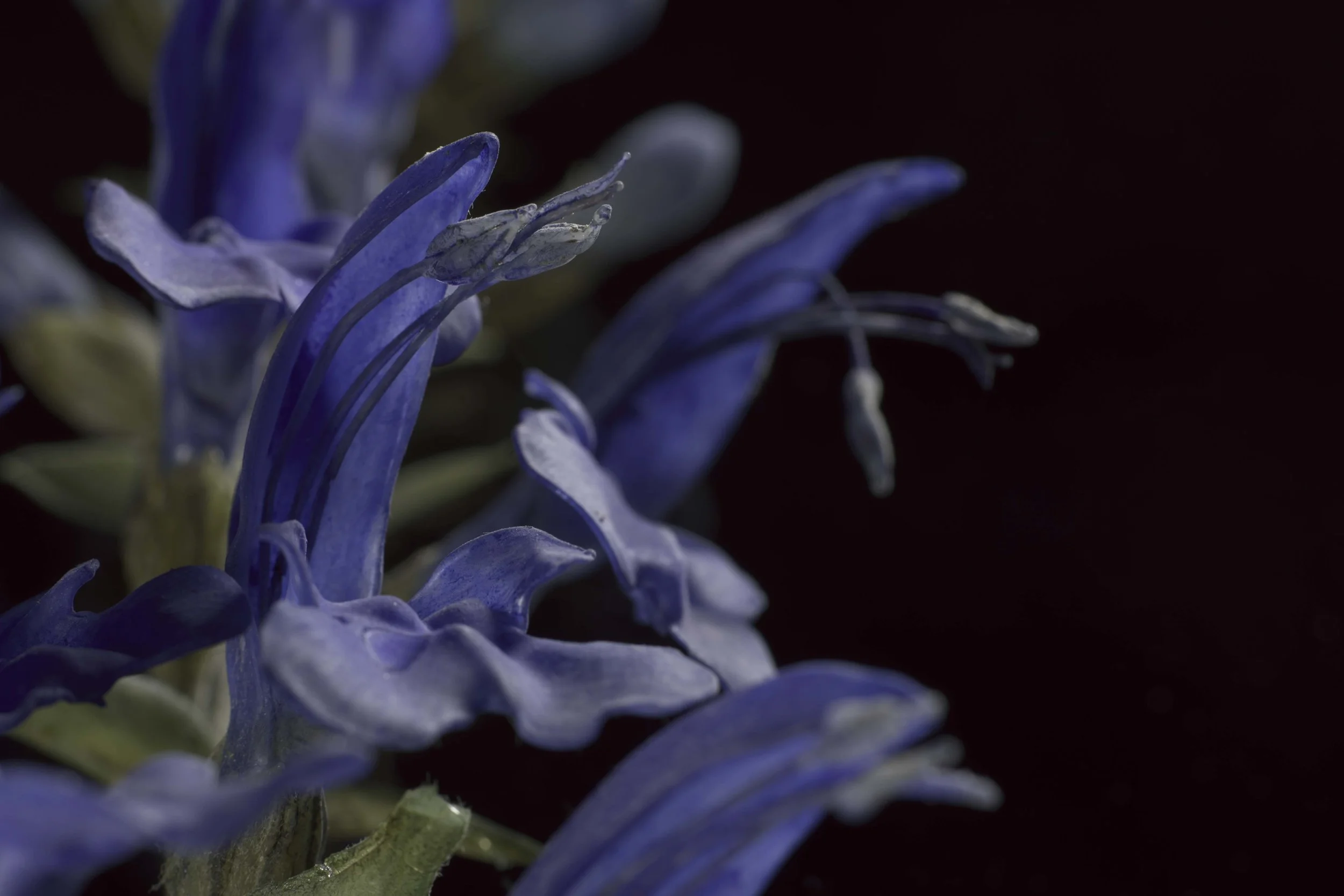 Close-up of a blue and white flower with detailed petals and stamens against a dark background. New book of the Ware collection of Blaschka Glass Flowers at Harvard University Museums of Science. 