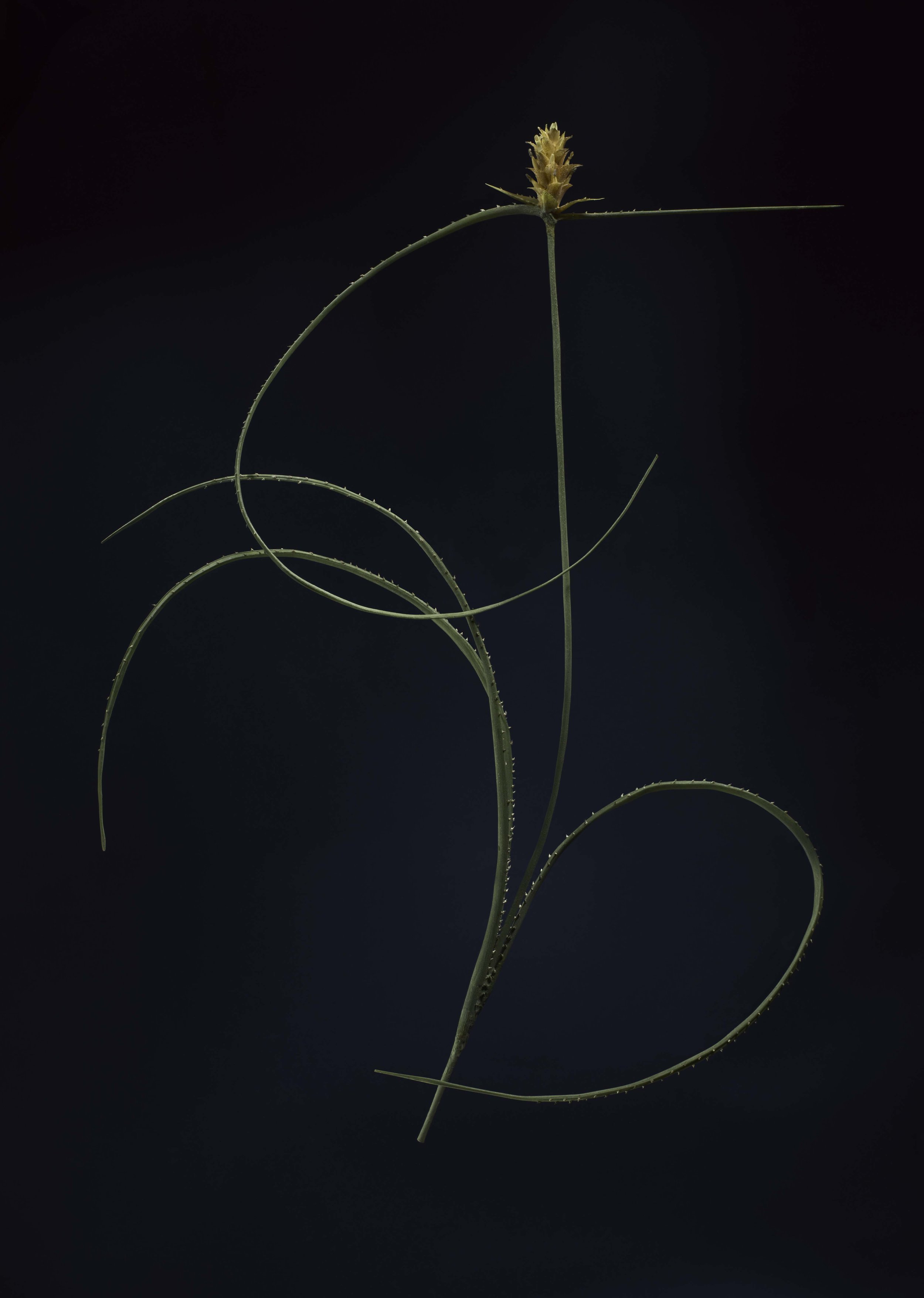 Close-up of a dried wild grass seed head with curved, spiky green stems against a dark background. New book of the Ware collection of Blaschka Glass Flowers at Harvard University Museums of Science. 