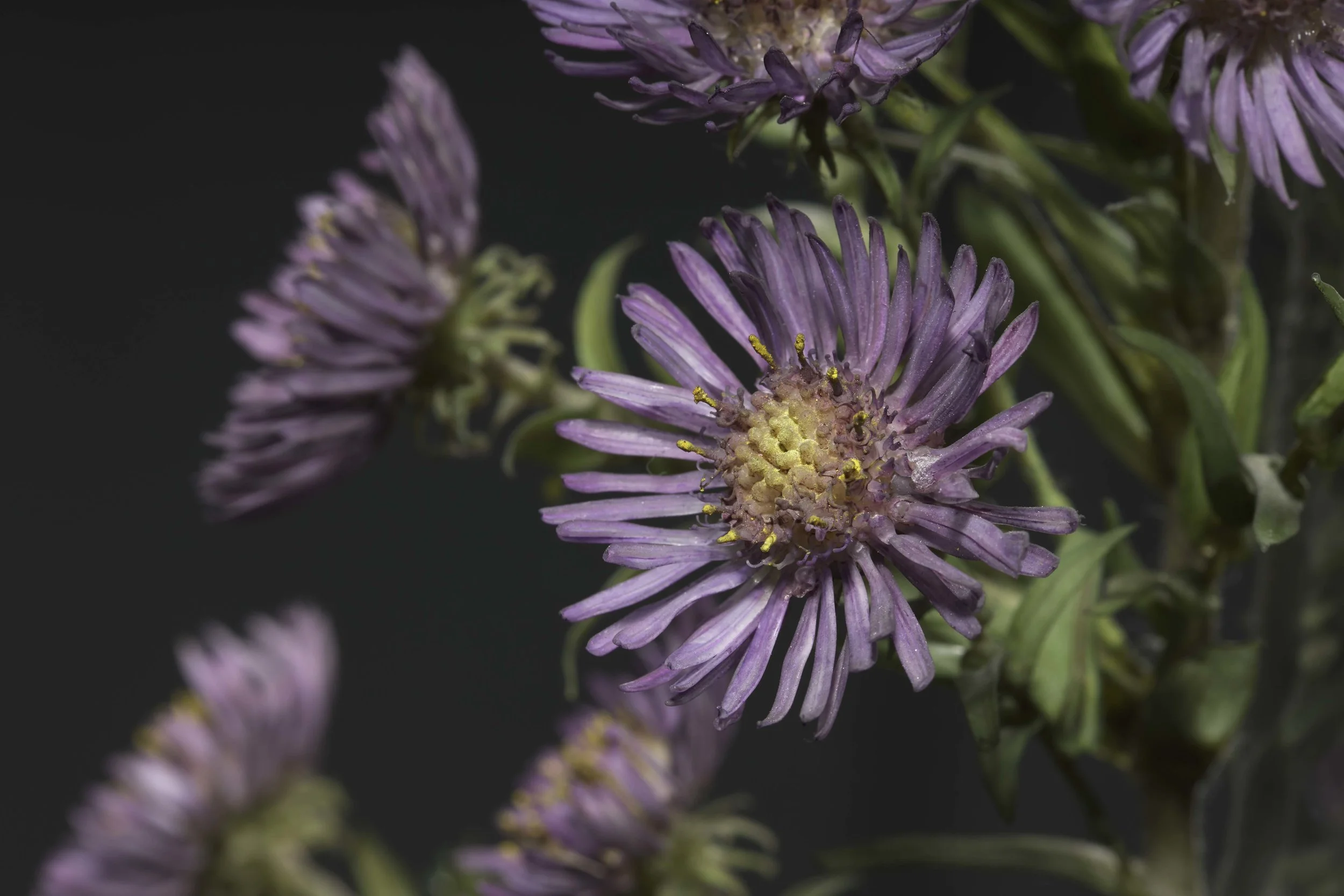 Close-up of purple flowers with yellow stamens against a dark background. New book of the Ware collection of Blaschka Glass Flowers at Harvard University Museums of Science. 
