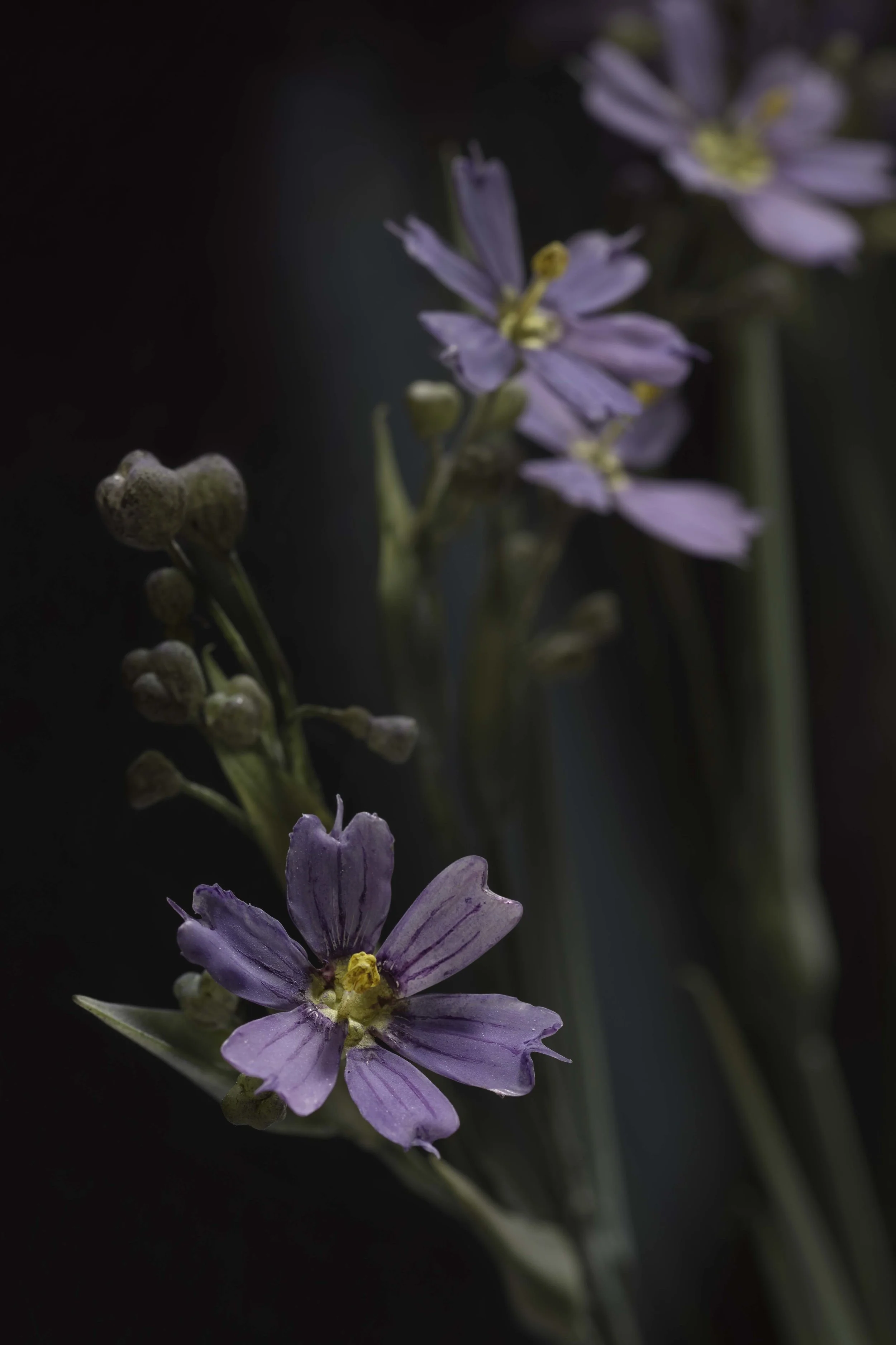 Close-up of small purple flowers with yellow centers on a dark background. New book of the Ware collection of Blaschka Glass Flowers at Harvard University Museums of Science. 