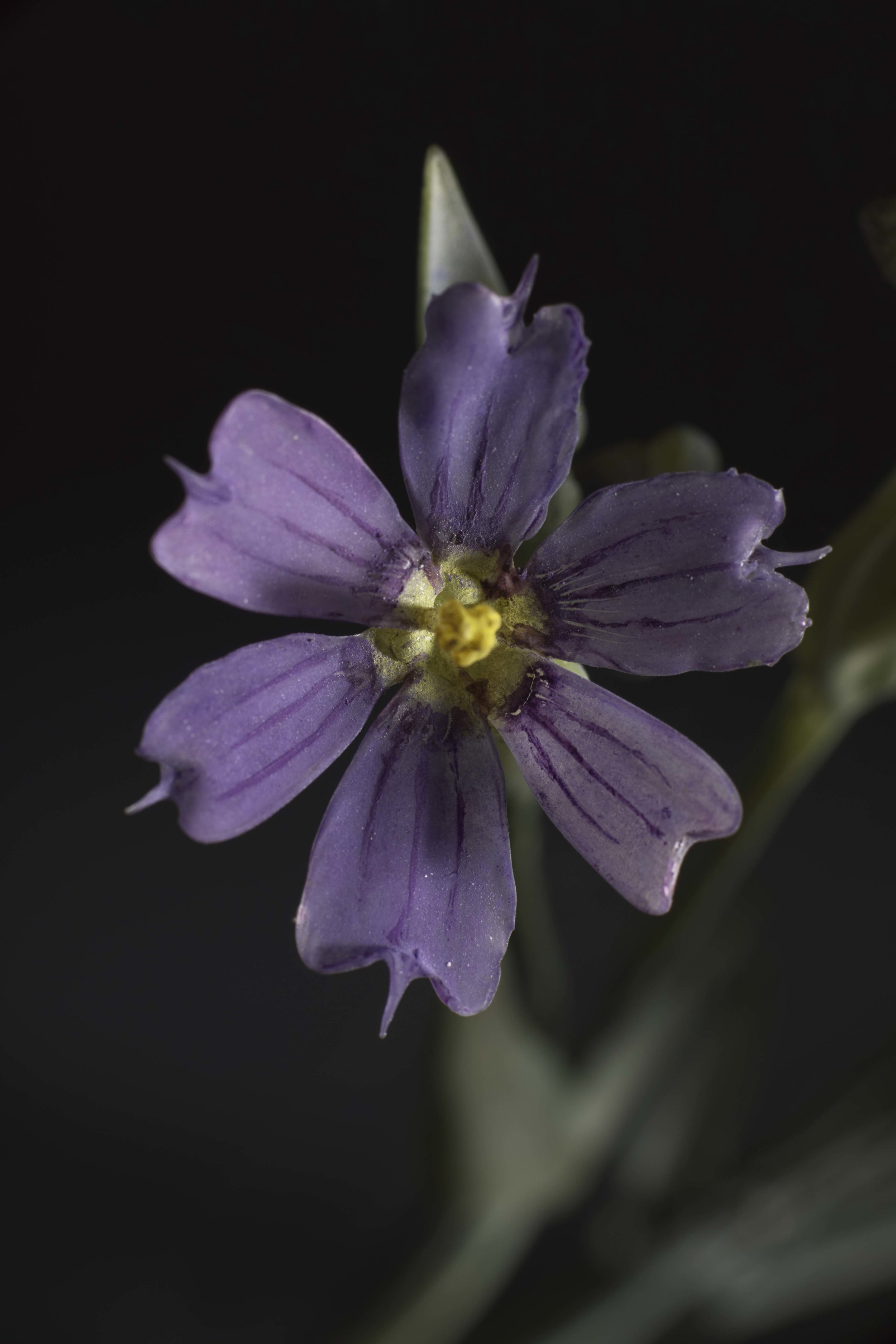Close-up of a purple flower with five petals and yellow center, against a dark background. New book of the Ware collection of Blaschka Glass Flowers at Harvard University Museums of Science. 