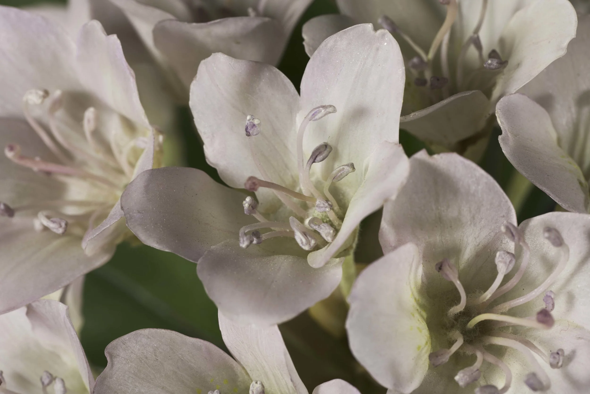Close-up view of pink and white hydrangea flowers showing detailed petals and stamens. New book of the Ware collection of Blaschka Glass Flowers at Harvard University Museums of Science. 