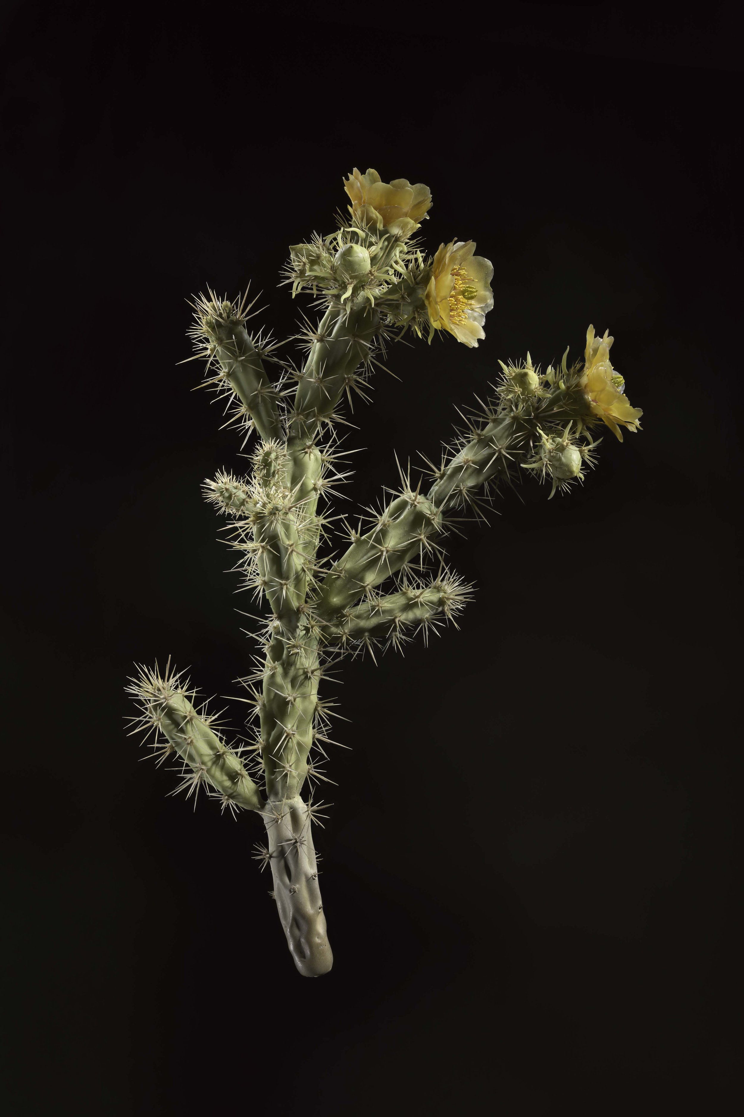 Close-up of a cactus with yellow flowers and spines against a dark background. New book of the Ware collection of Blaschka Glass Flowers at Harvard University Museums of Science. 