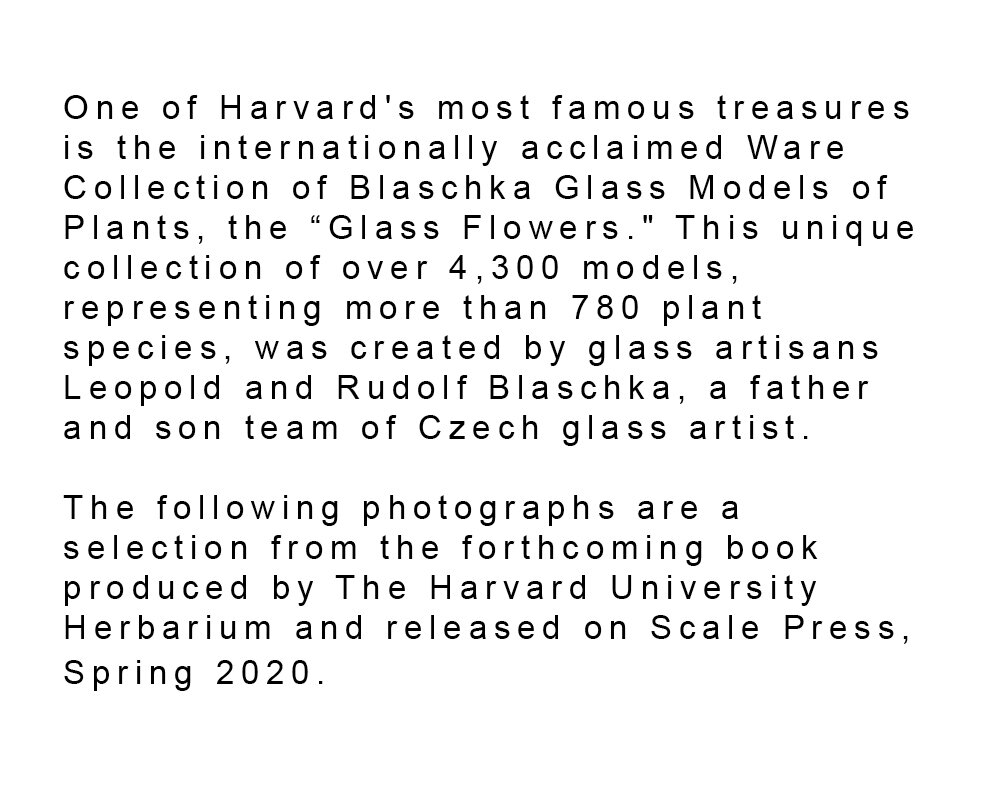 Text describing Harvard's Glass Flowers collection of over 4,300 glass plant models representing more than 780 plant species, created by glass artisans Leopold and Rudolf Blaschka.