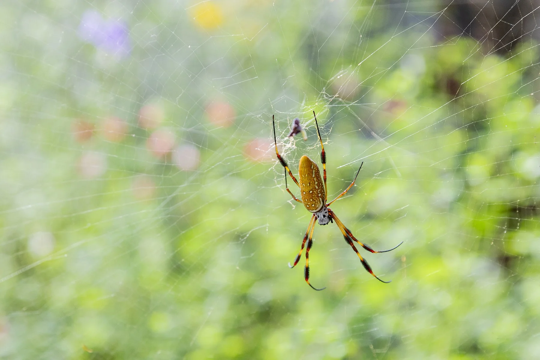 NatalkaStudio_SpidersMembers-1095sm.jpg