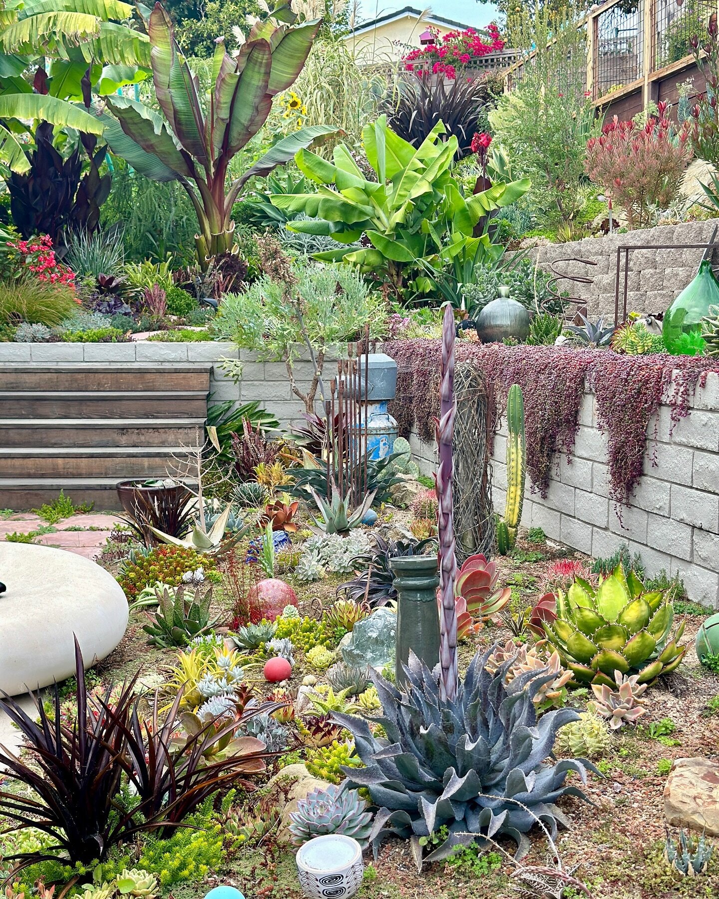 Our home tropical, experimental garden is full of texture, color, objects and art. Everyday presents a new discovery. We believe gardens add intrinsic value to ones overall well-being and happiness. Farallon Gardens doing things differently since 200