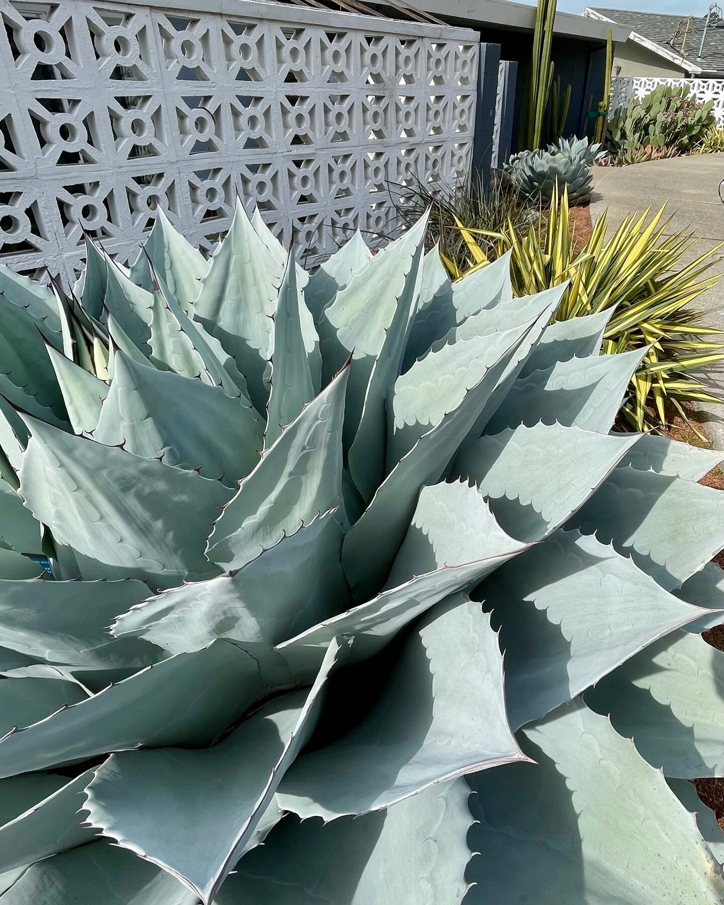 I first encountered Agave ovatifolia in John Fairey&rsquo;s Peckerwood garden in Pine Island Texas. I grew up in Houston Texas and was fortunate to know John well in my early years in horticulture. I spent many days with John walking and listening. H