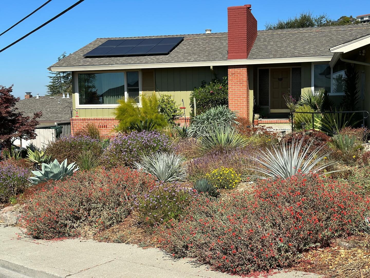 From an astroturfed wasteland to a thriving, California native pollinator paradise 🐝 🦋 🦜. This San Leandro hills project is less than 2 years old. Our wonderful client is an avid birder and naturalist so we planted a strong combination of Californ