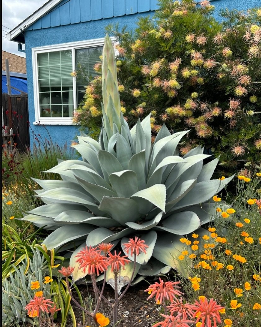 And away we go&hellip; 🚀 Agave ovatifolia is our favorite medium sized Agave for residential gardens. These typically bloom for us in 8 years time. Our clients will be sad to see it go, but it gives us a chance to re imagine the centerpiece in this 