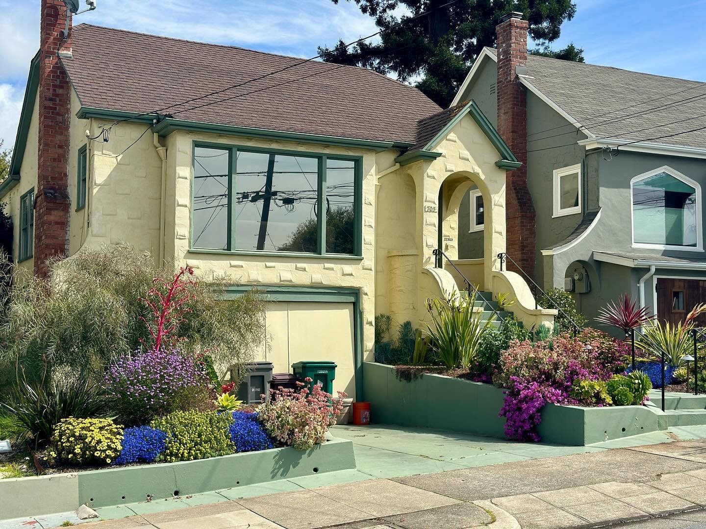 703 Curtis Street 🍋 Albany CA. After and Before. Another radical transformation from a boring, weedy lawn to a fun, lush, colorful pollinator paradise. 🍭🐝🐞🦜.
.
.
.
.
.
.
.
.
.
.
. #farallongardens #eastbay #bayarea #oakland #berkeley #alameda #a