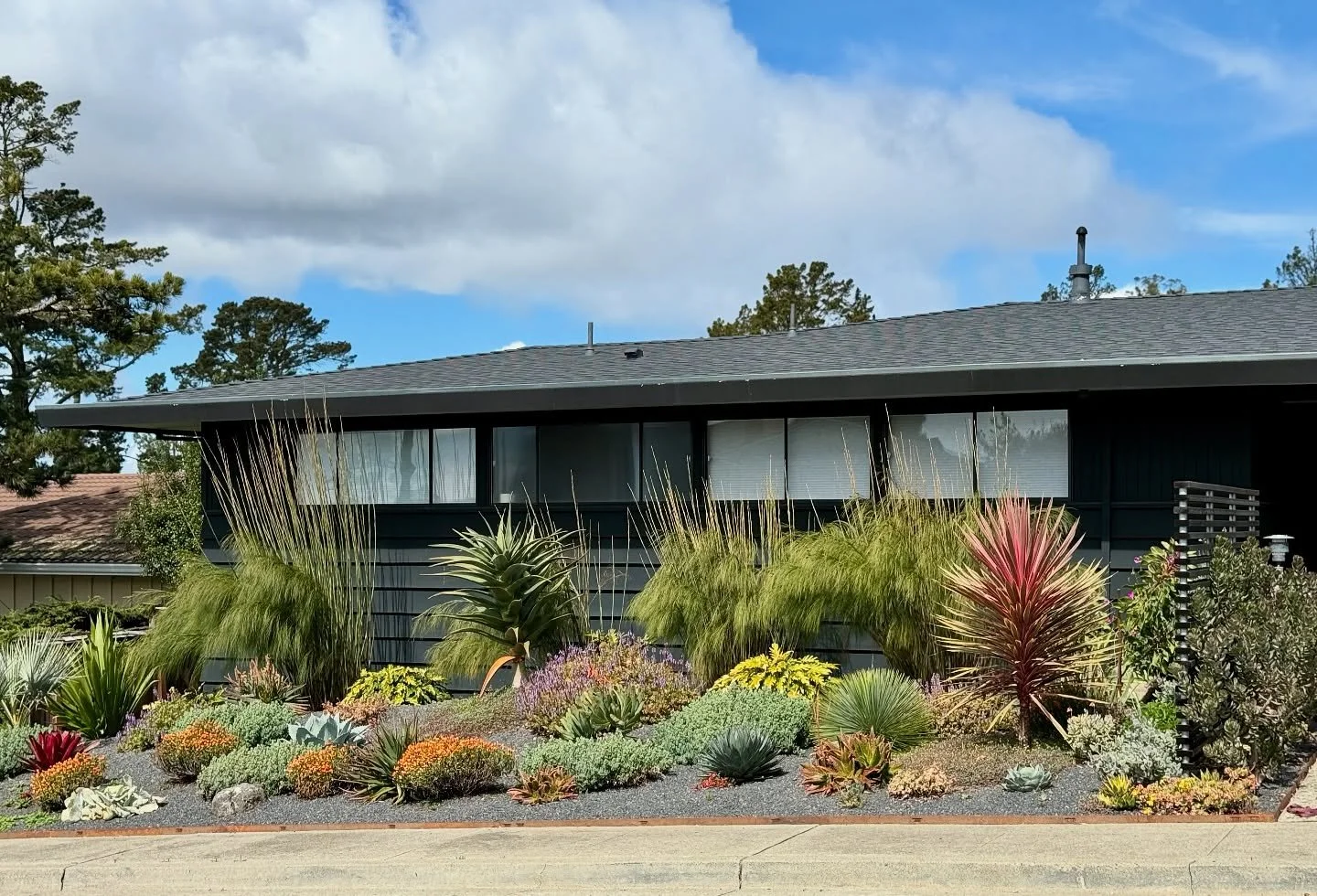 Cutting Blvd. El Cerrito, California - a transformation like no other. This windy site inspired us to create a vibrant, kinetic garden. The Cordyline, Cannamois, and Brahea dance in the breeze while sturdy sculptural succulents stand tall.
.
.
.
.
.

