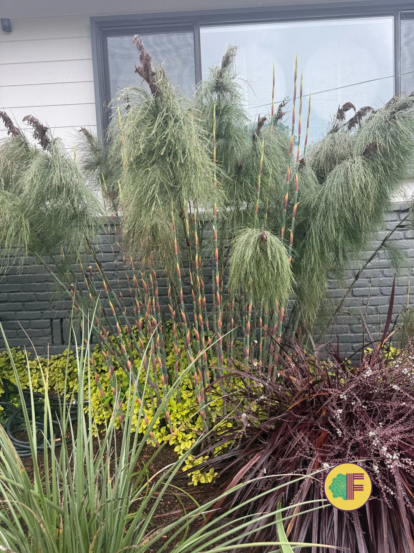 🌱 Plant of the Week: Elegia capensis 🌾

Family Restionaceae. Native to the Fynbos biome of South Africa&rsquo;s Cape Province 🌍, Elegia capensis has earned the Royal Horticultural Society&rsquo;s Award of Garden Merit 🏅 &mdash; and it earns its p