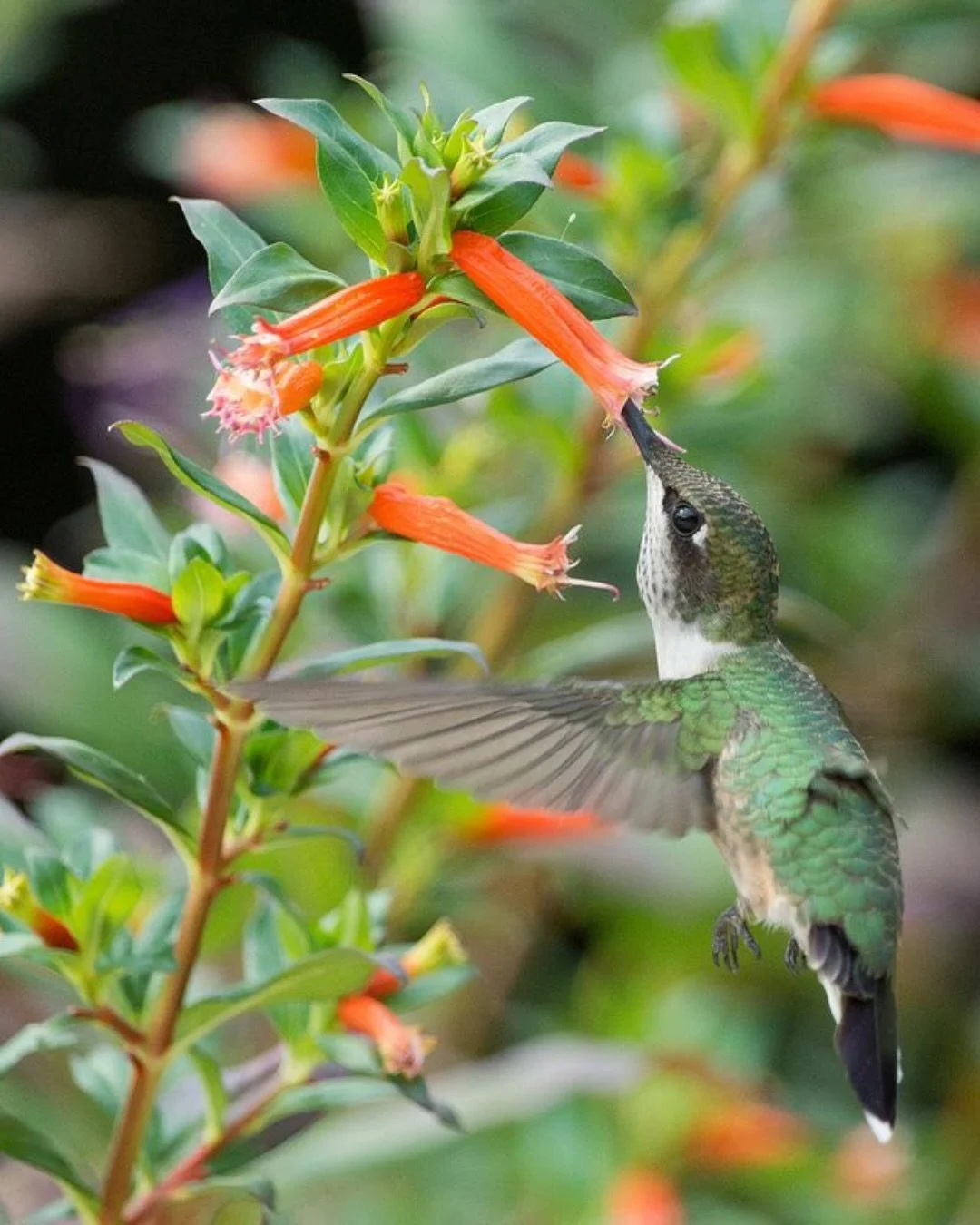 🟠 Plant of the Week: Cuphea &mdash; Family Lythraceae

A genus of approximately 260 species native to tropical and subtropical Americas, Cuphea is one of the most ecologically productive and versatile genera available for Bay Area landscape design. 