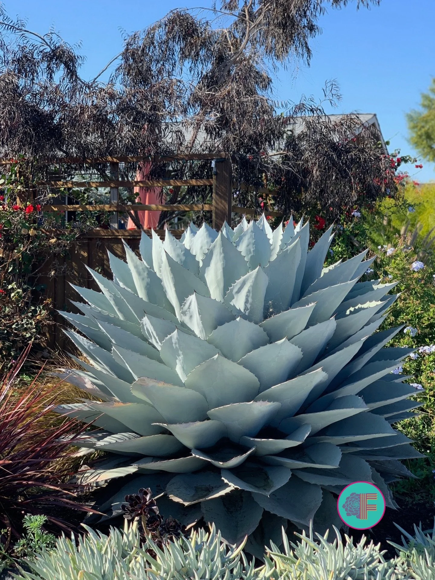 🔵 Farallon Gardens Plant of the Week 🔵

🐳 Agave ovatifolia - Whale's Tongue Agave 🐋

Agave ovatifolia is a striking evergreen succulent that stores water in its broad, sculptural leaves, thriving on very little rainfall once established. It quiet