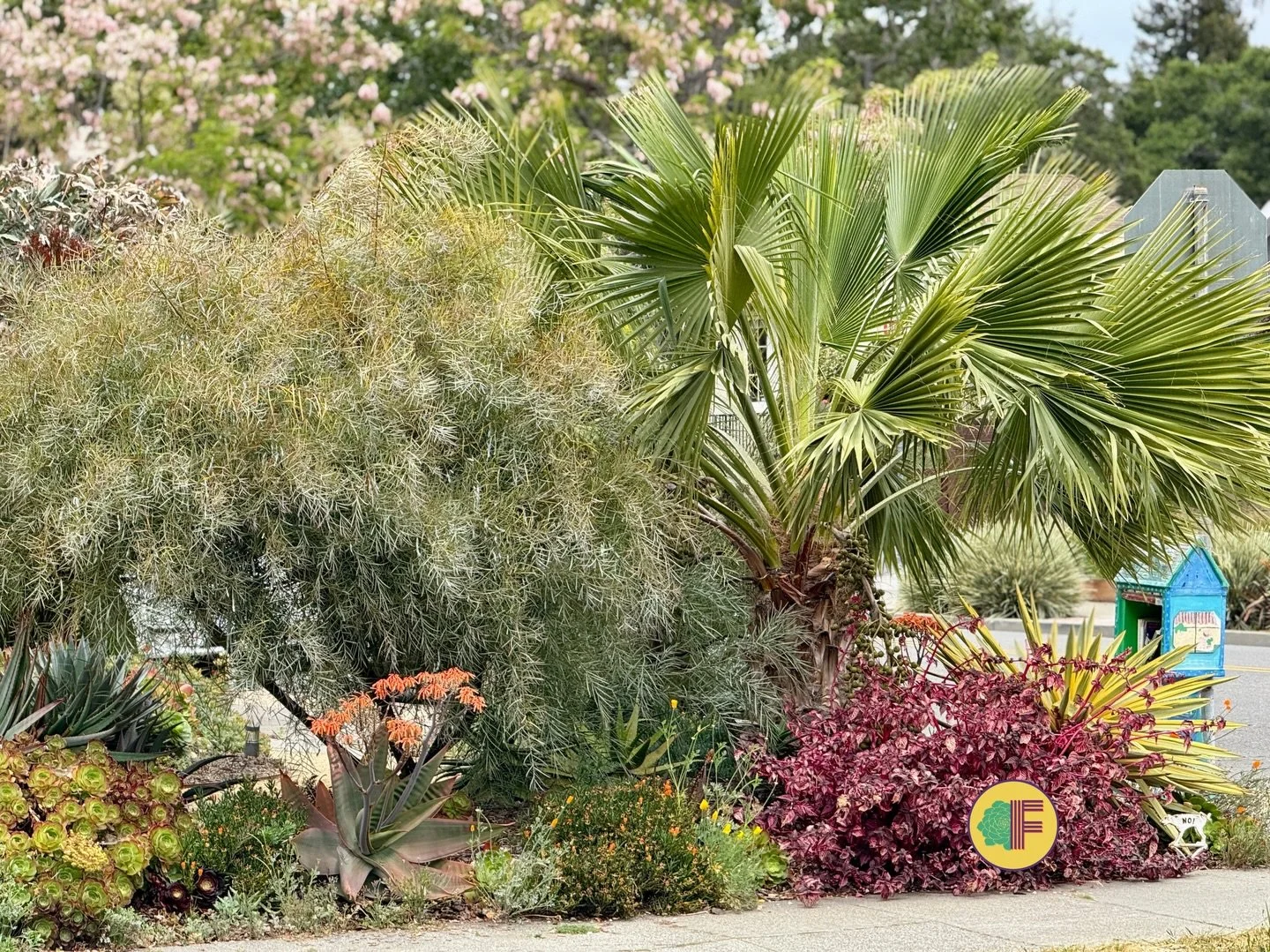 🌳 Bay Area Spring Allergies: We Need to Talk About Acacia 💬

If you've lived in the Bay Area for more than one spring, you've probably heard someone say: "Those Acacia trees are KILLING me!" 🤒

Time for some truth: Acacia is probably inn